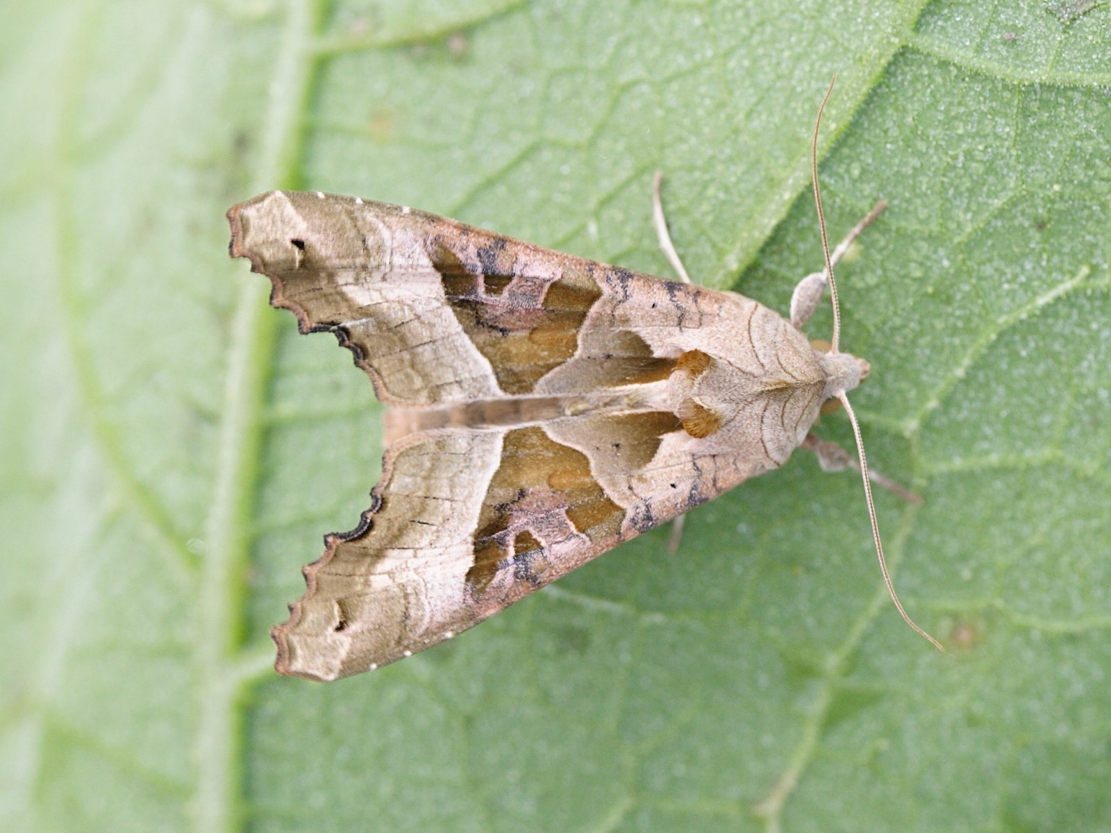 phlogophora_meticulosa2bd