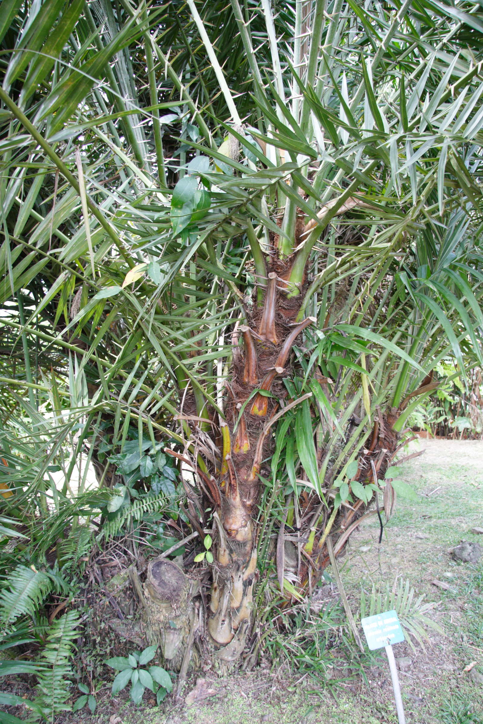 phoenix_reclinata2md