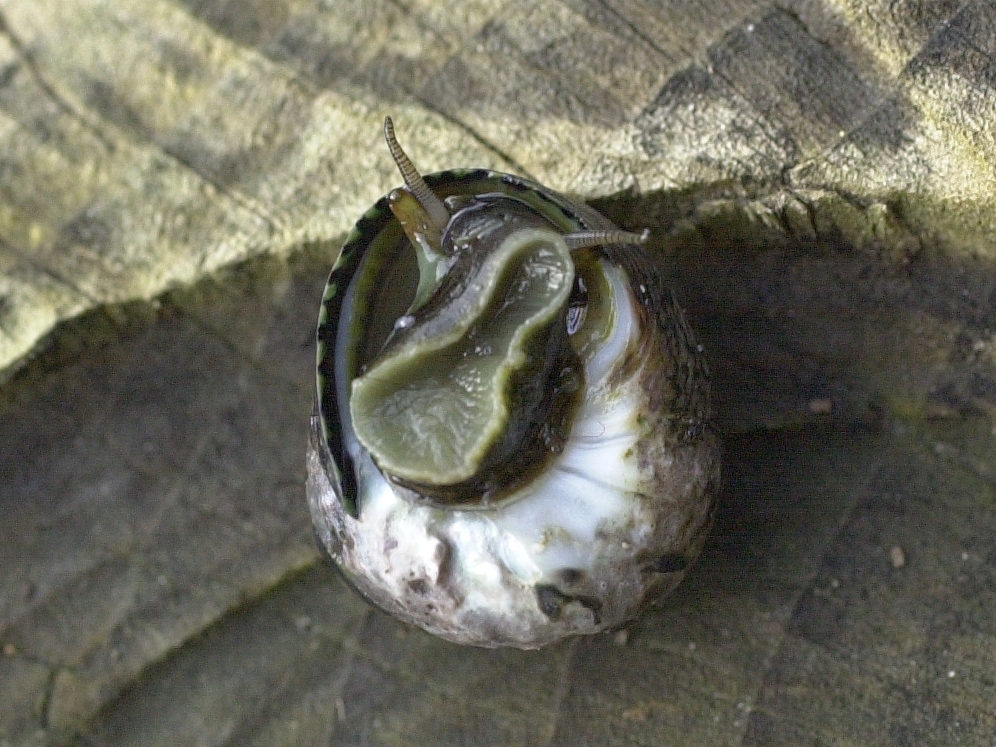 Afficher le média phorcus_lineatus3md phorcus_lineatus3md