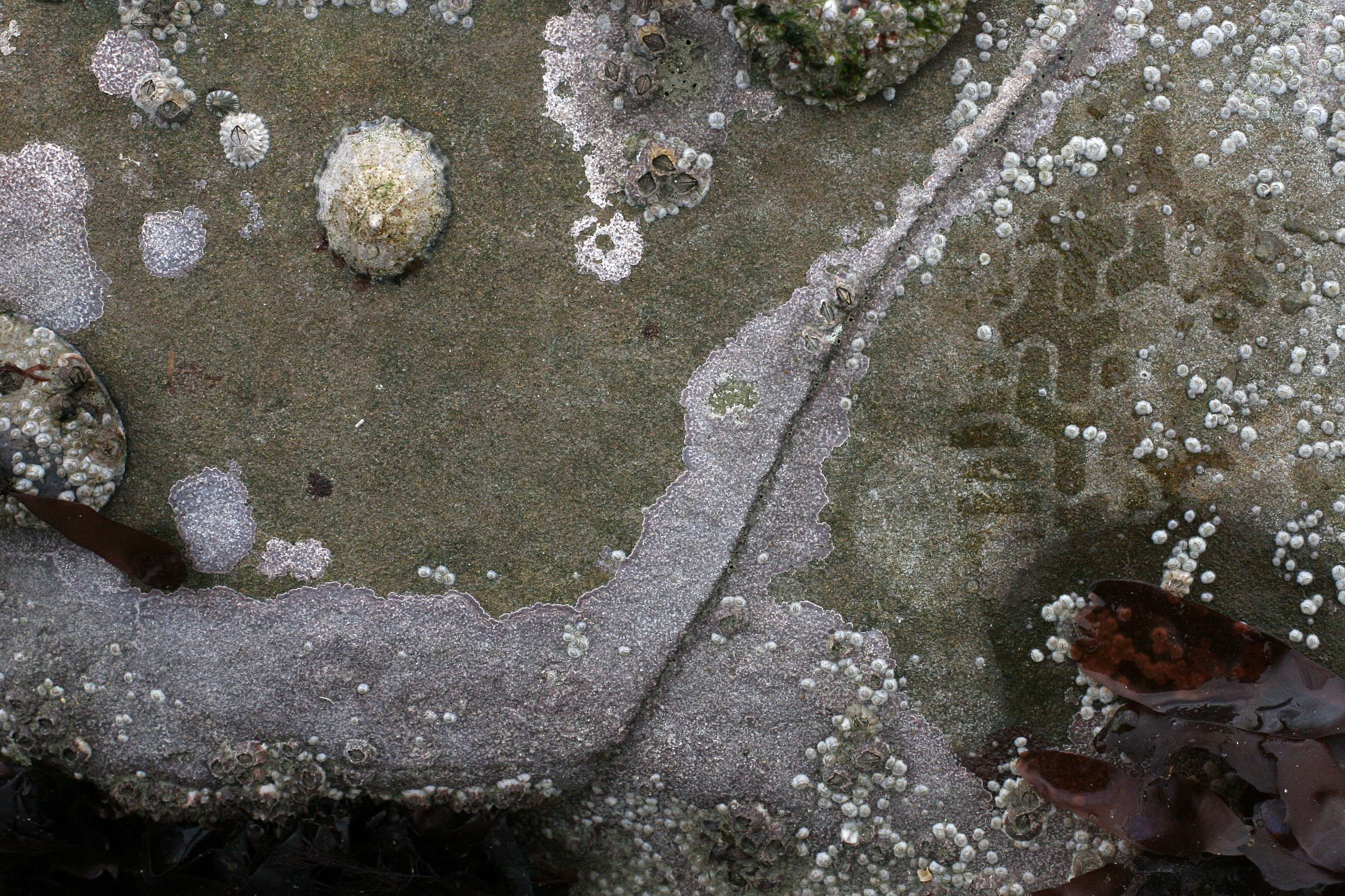 Afficher le média phymatolithon_lenormandii1md phymatolithon_lenormandii1md