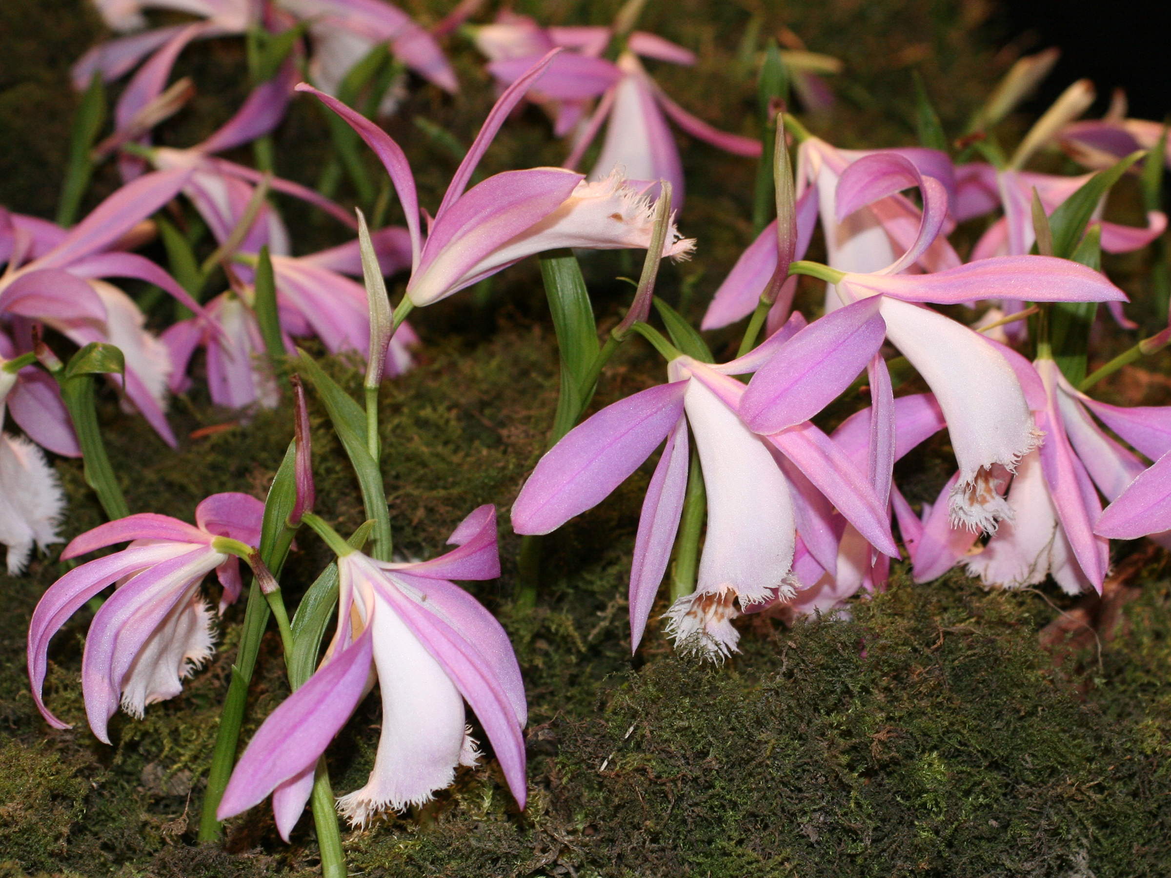 pleione_formosana2md