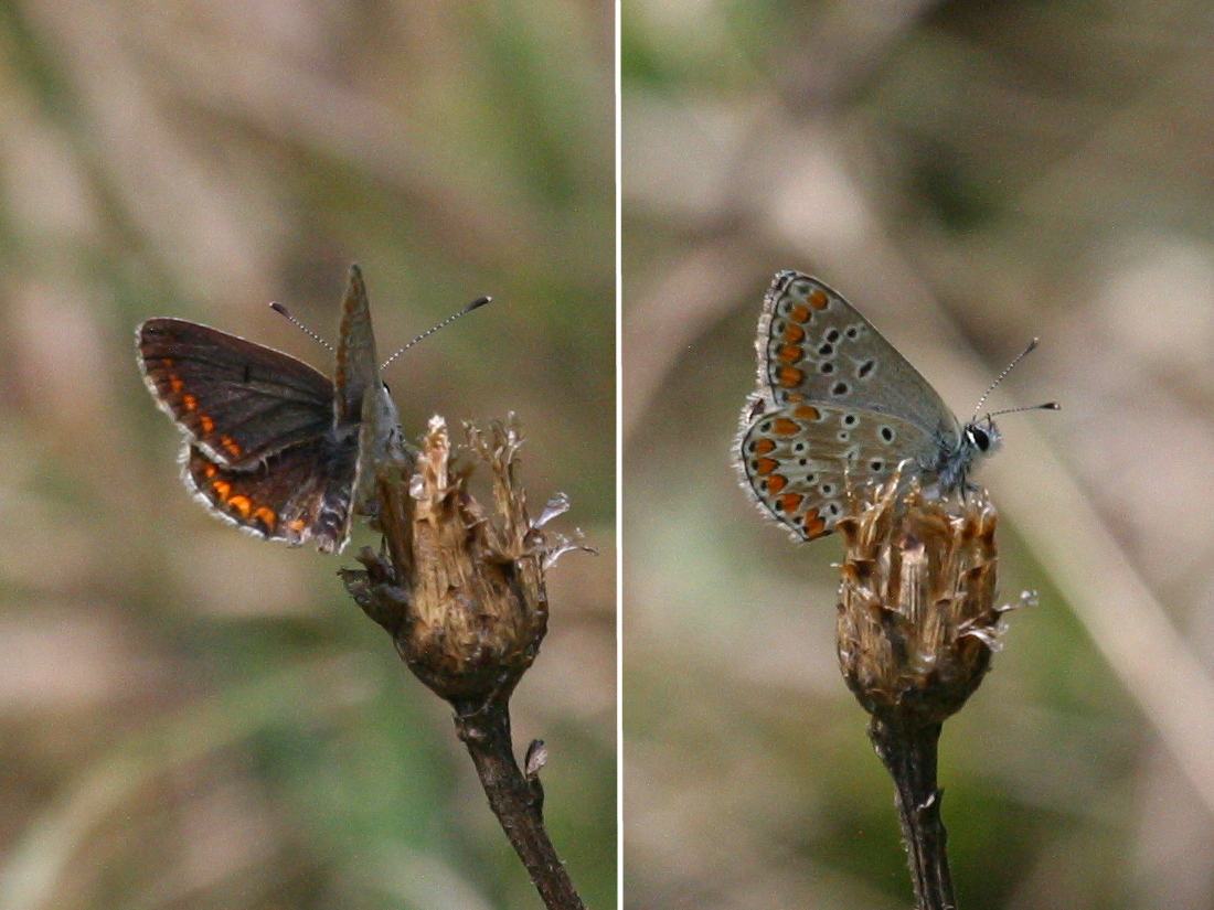 Afficher le média polyommatus_thersites1bd polyommatus_thersites1bd