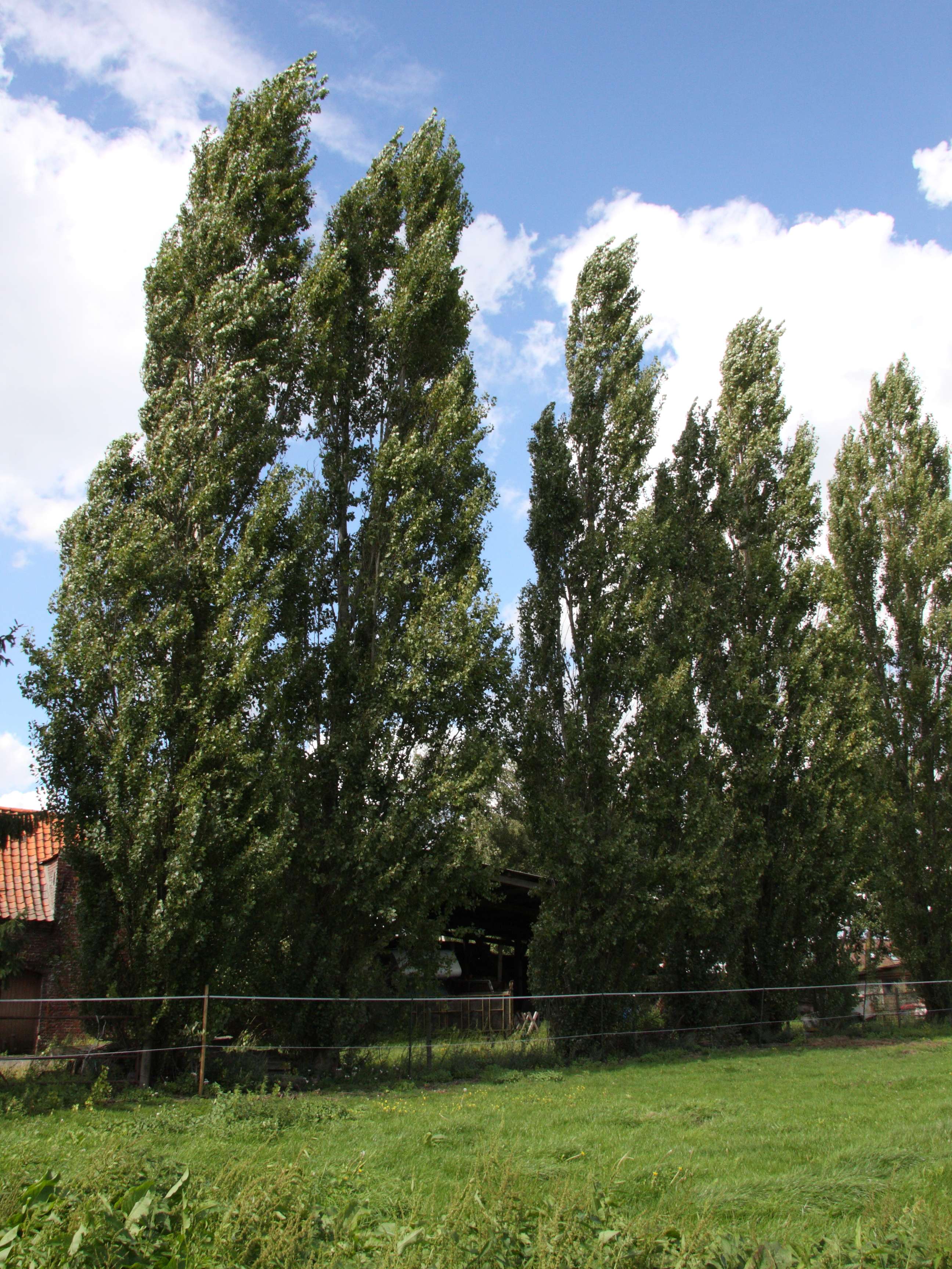 populus_nigra_italica1md