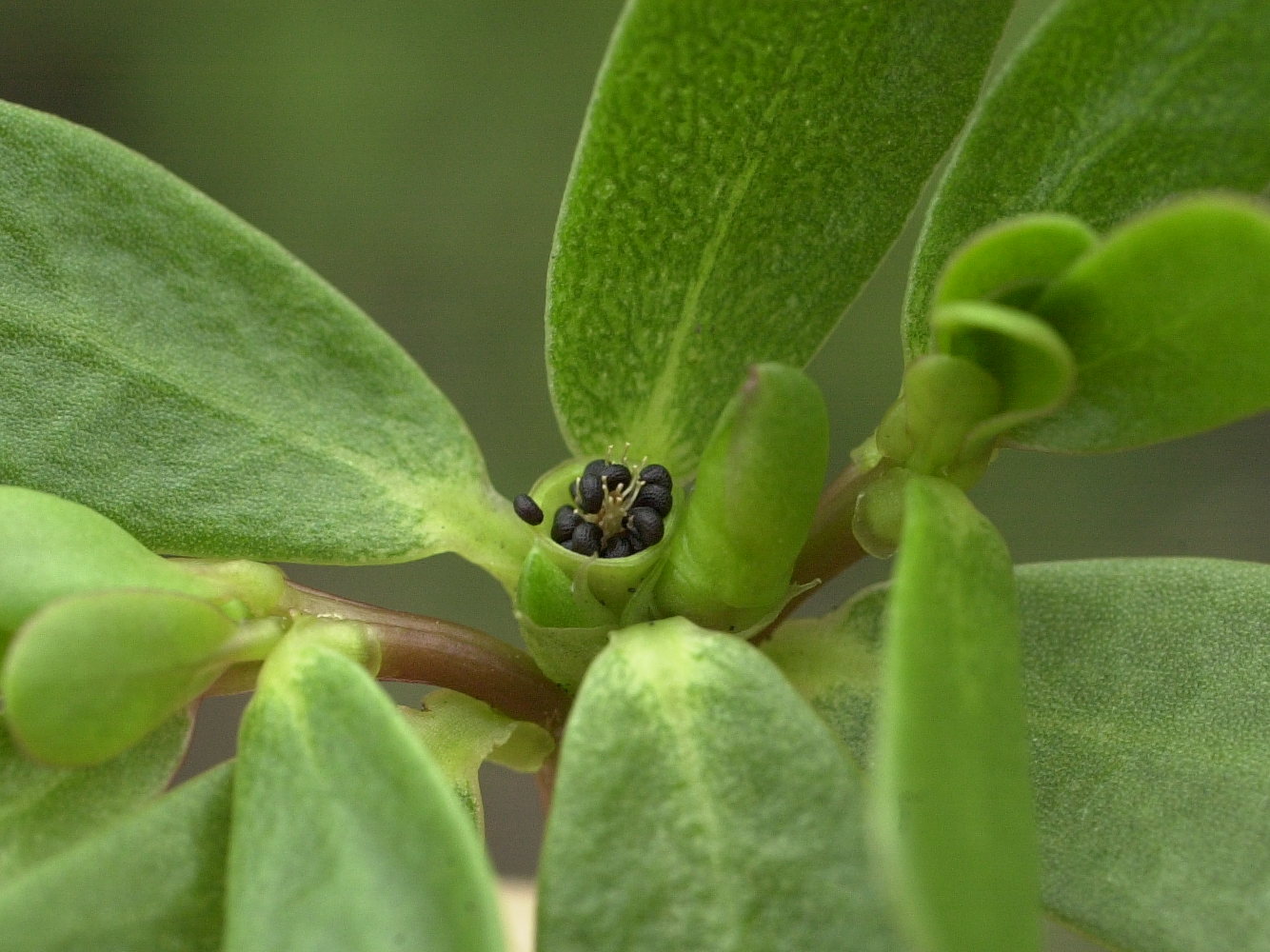 portulaca_oleracea4md