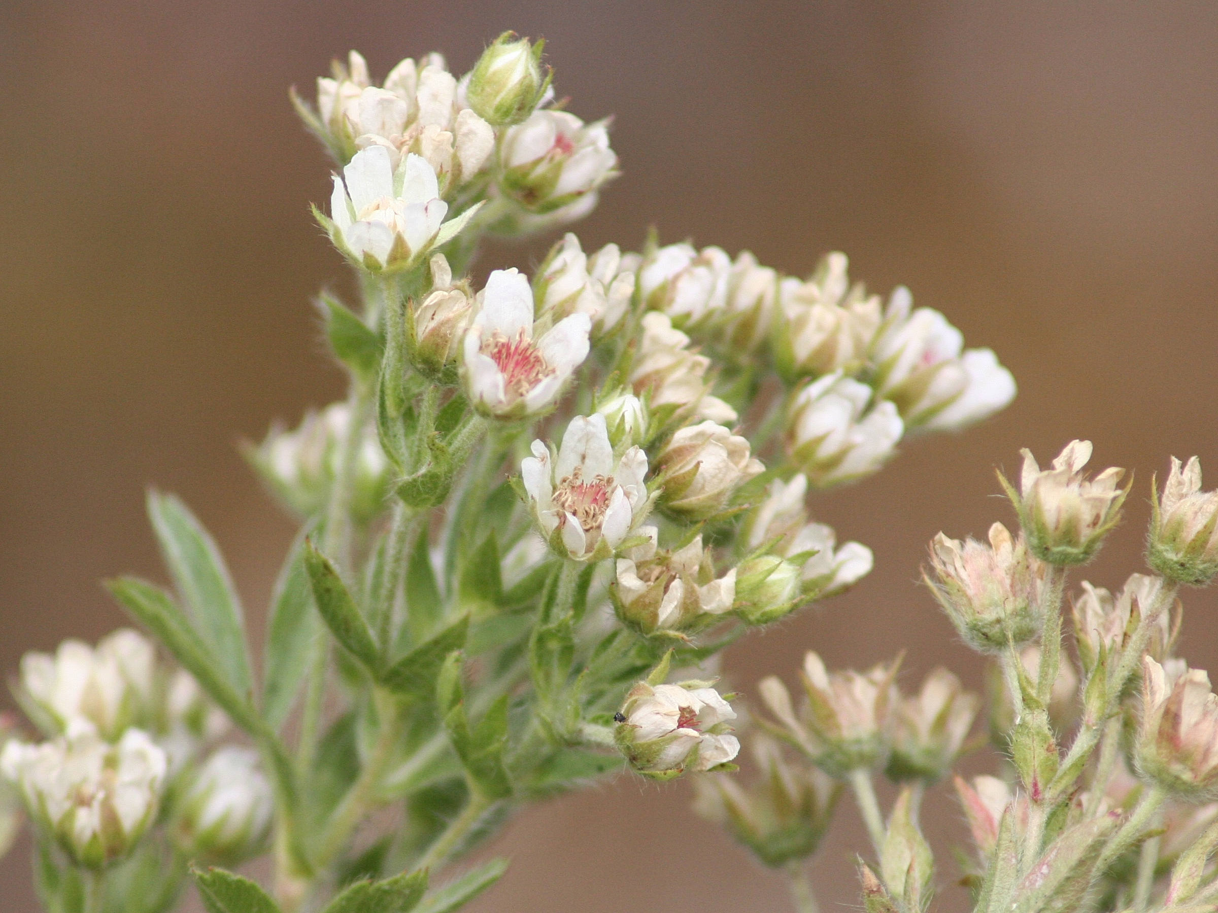 potentilla_caulescens2md