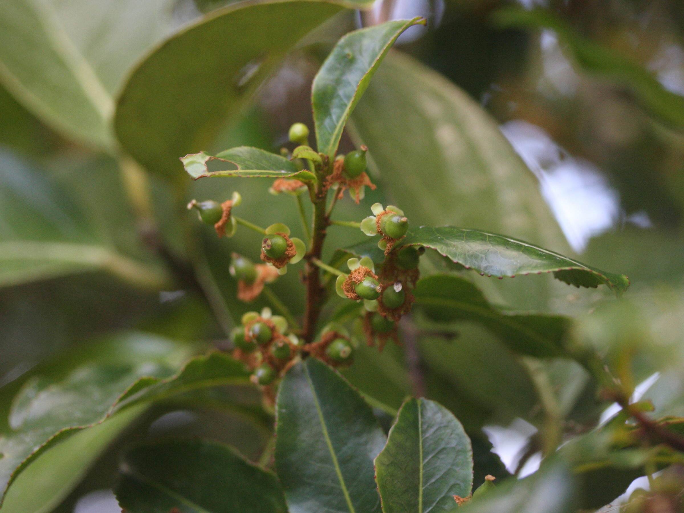 psidium_cattleianum7md