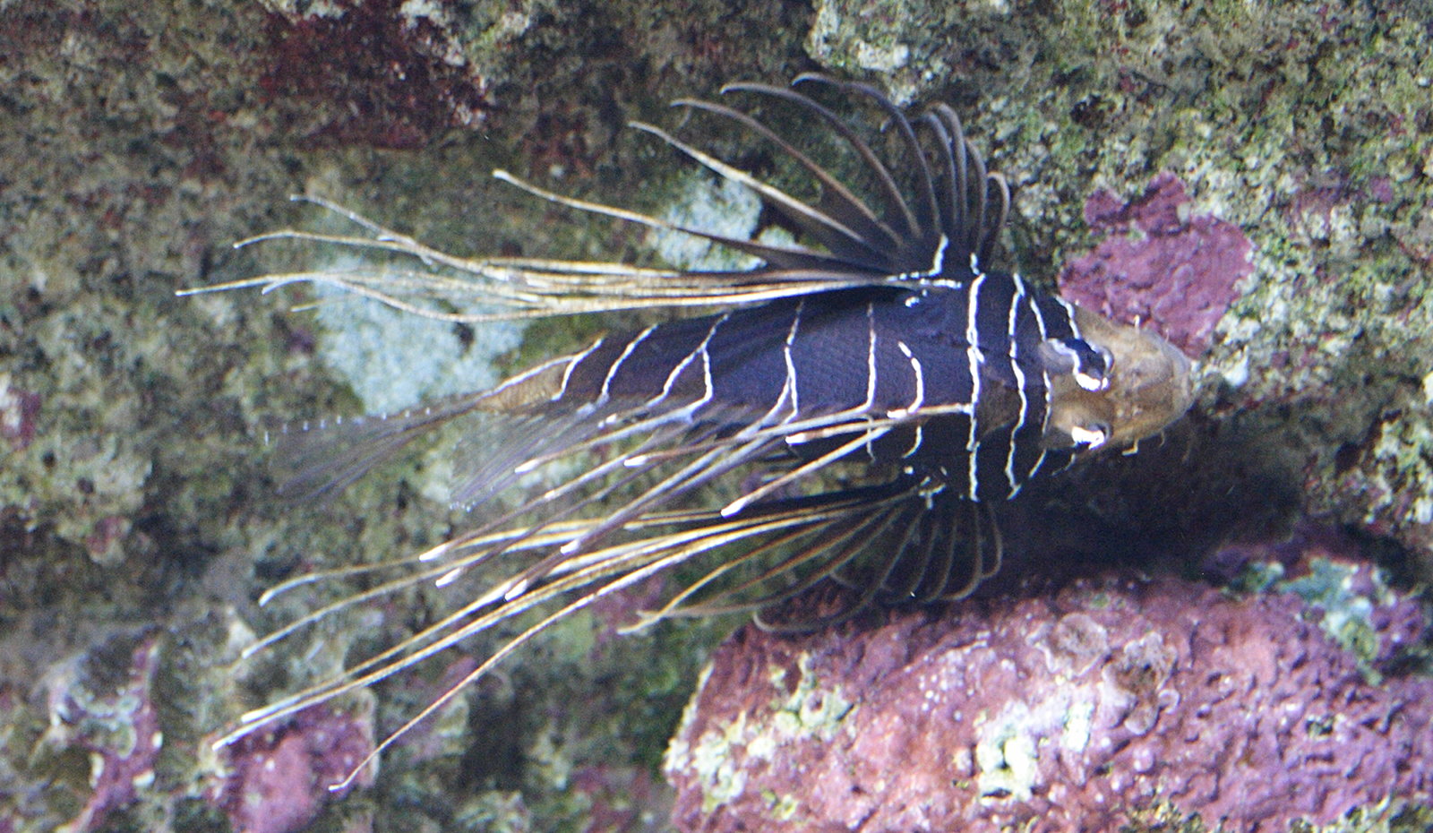 pterois_radiata1md