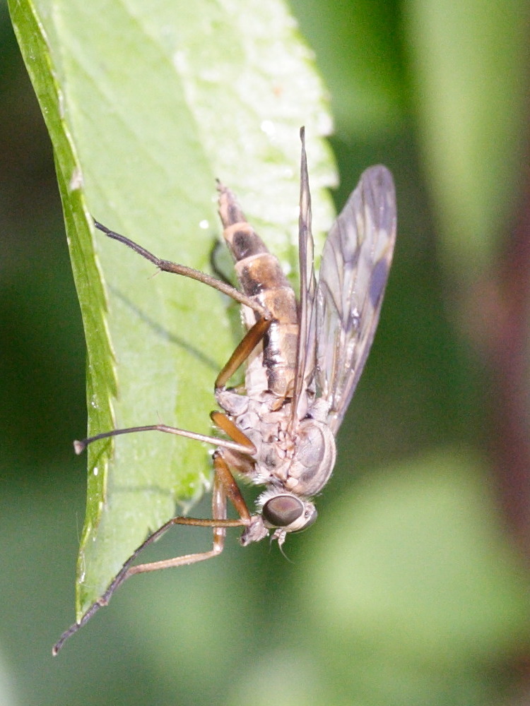 rhagio_scolopaceus3md