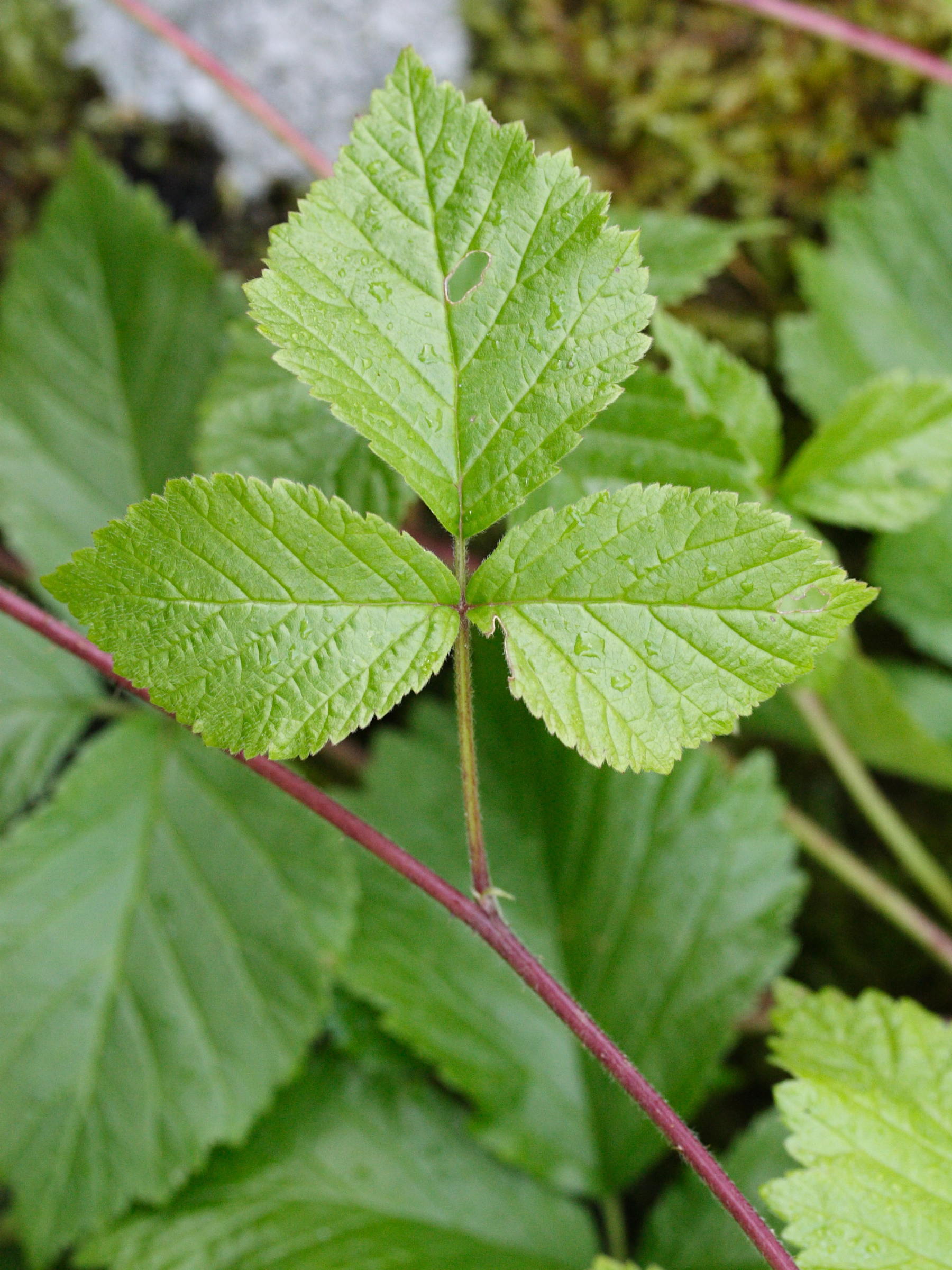 rubus_saxatilis2md