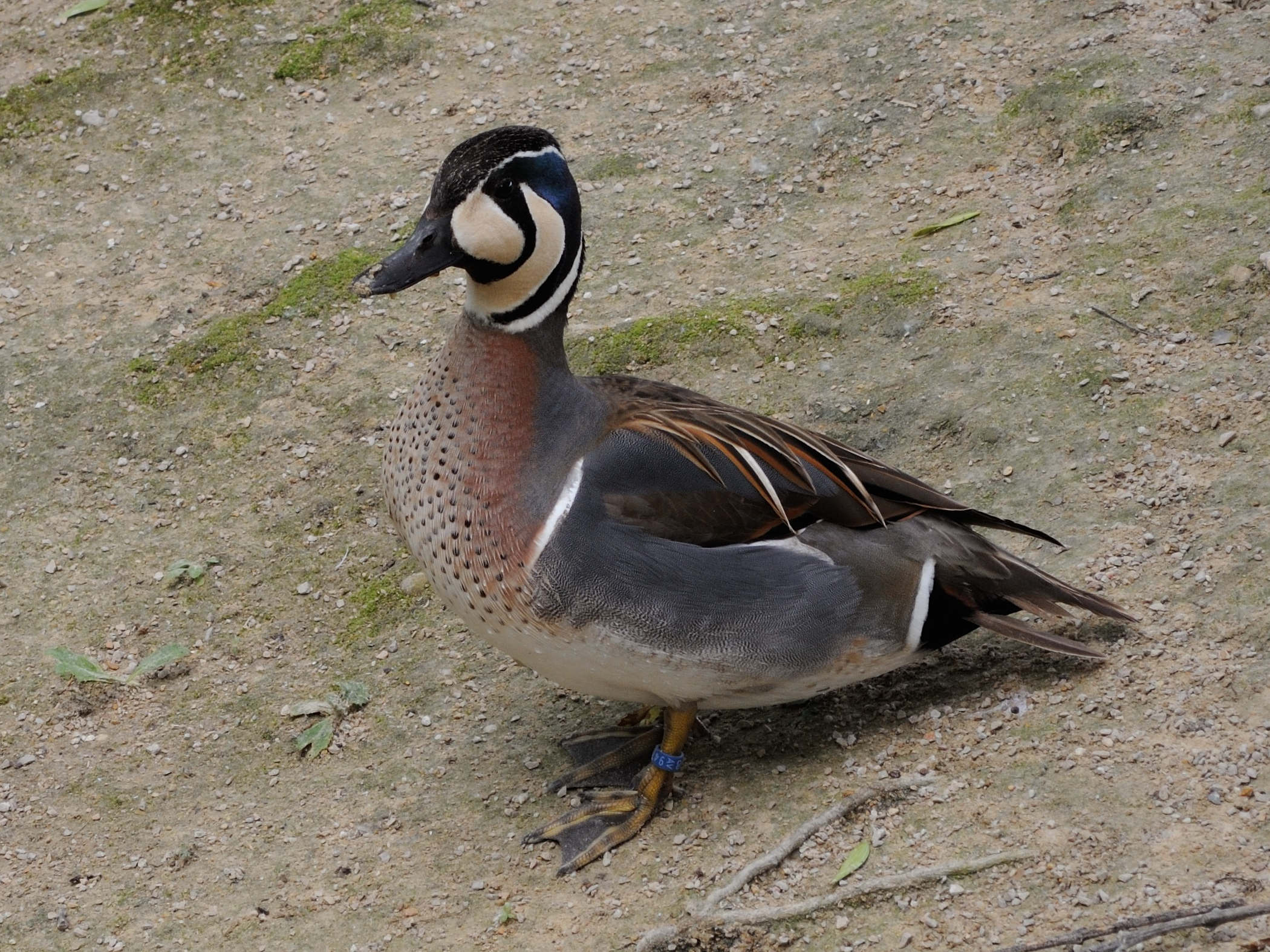 sarcelle_elegante_-_anas_formosa3md