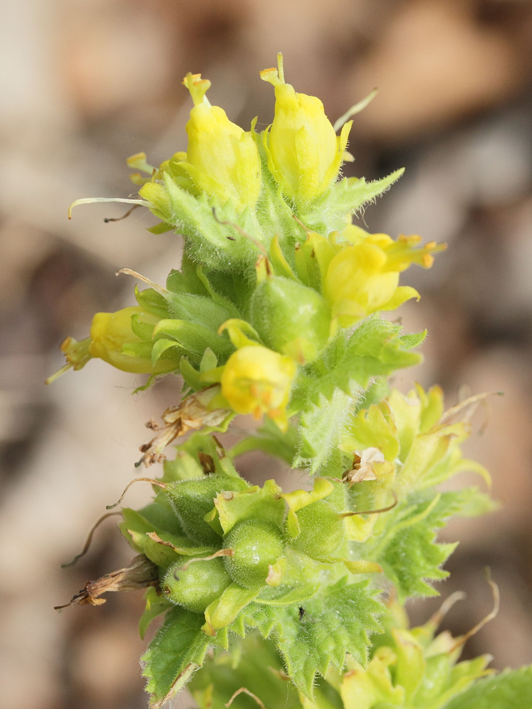 scrophularia_vernalis2md