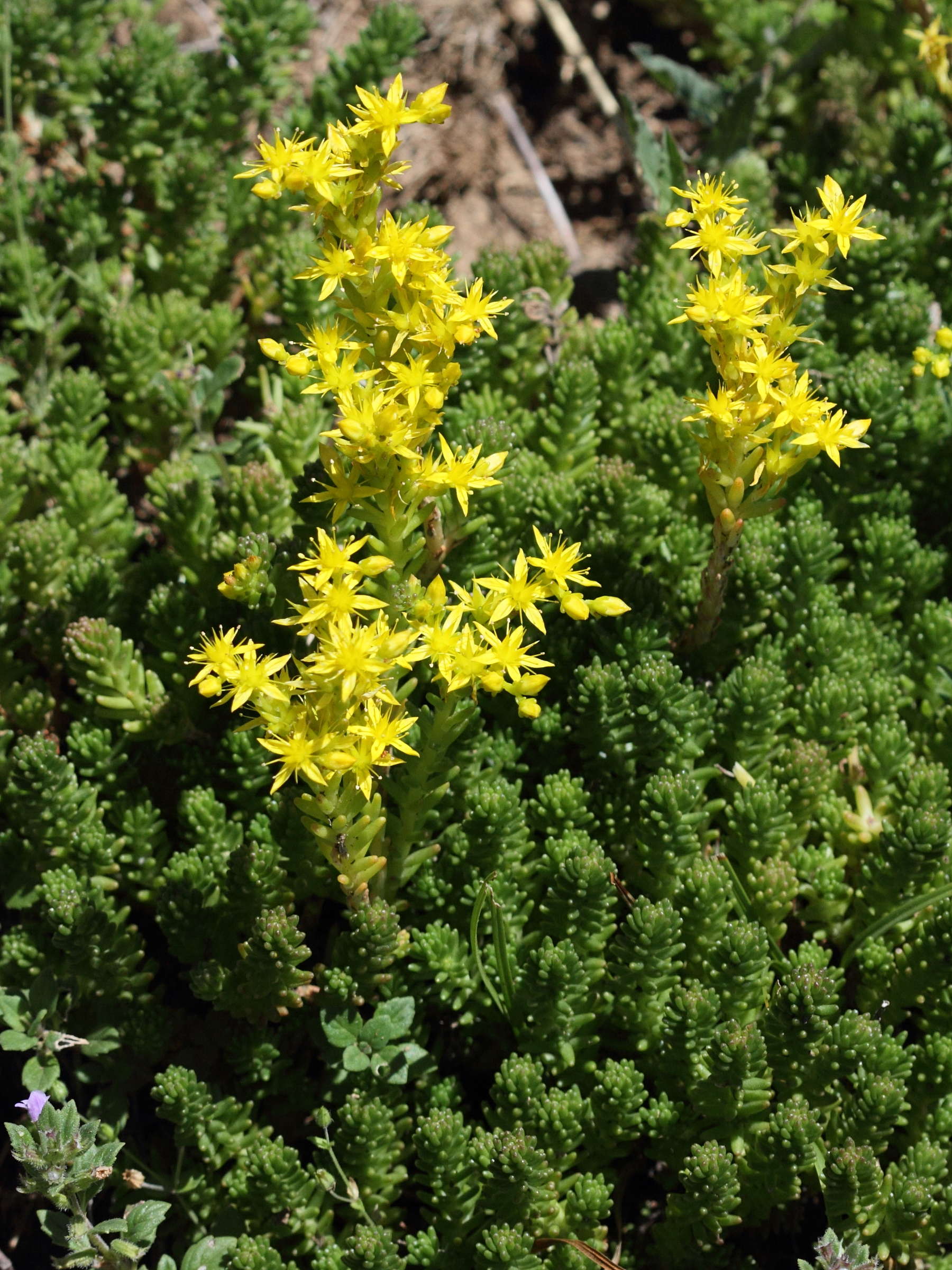 sedum_sexangulare1bd