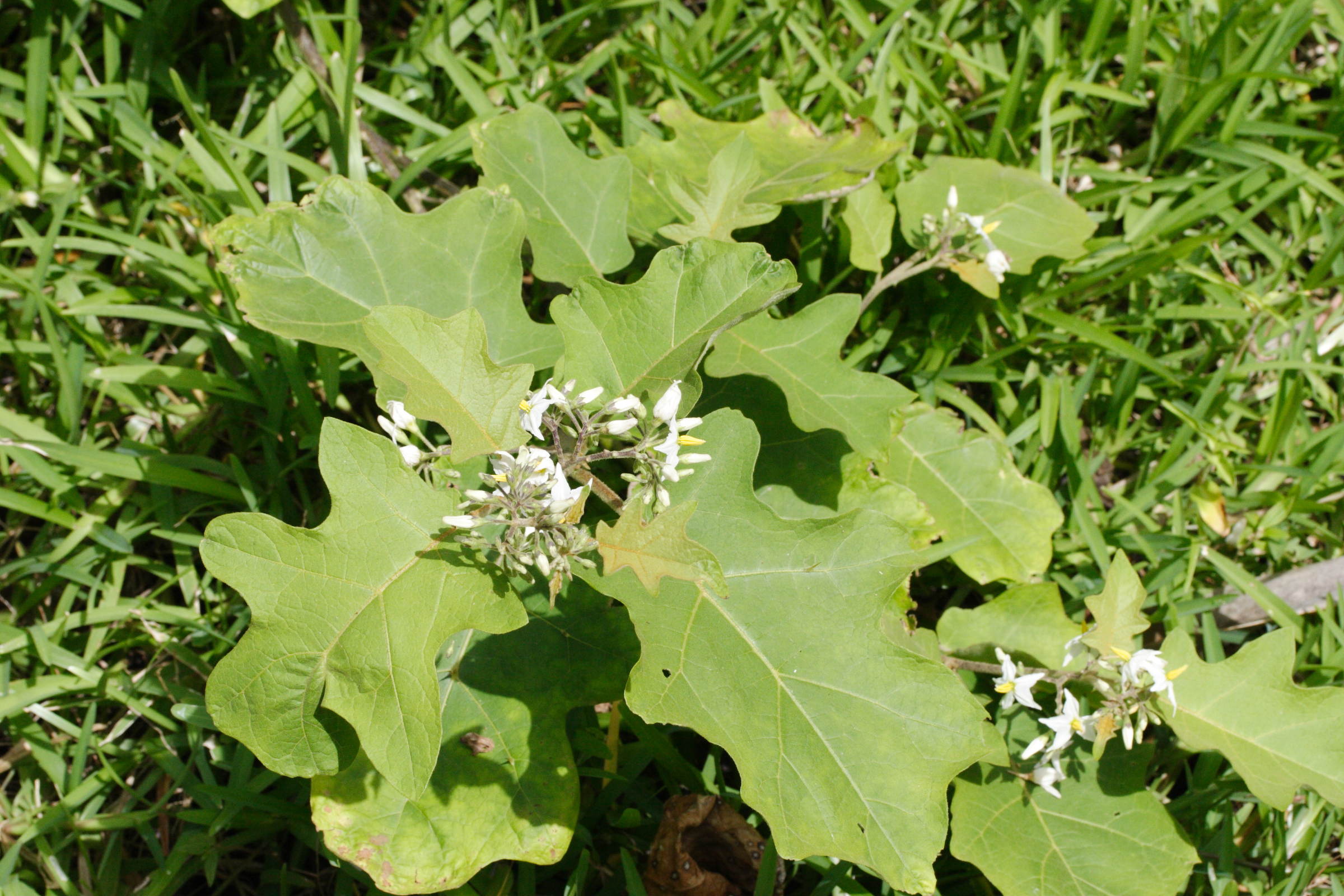 solanum_torvum2md