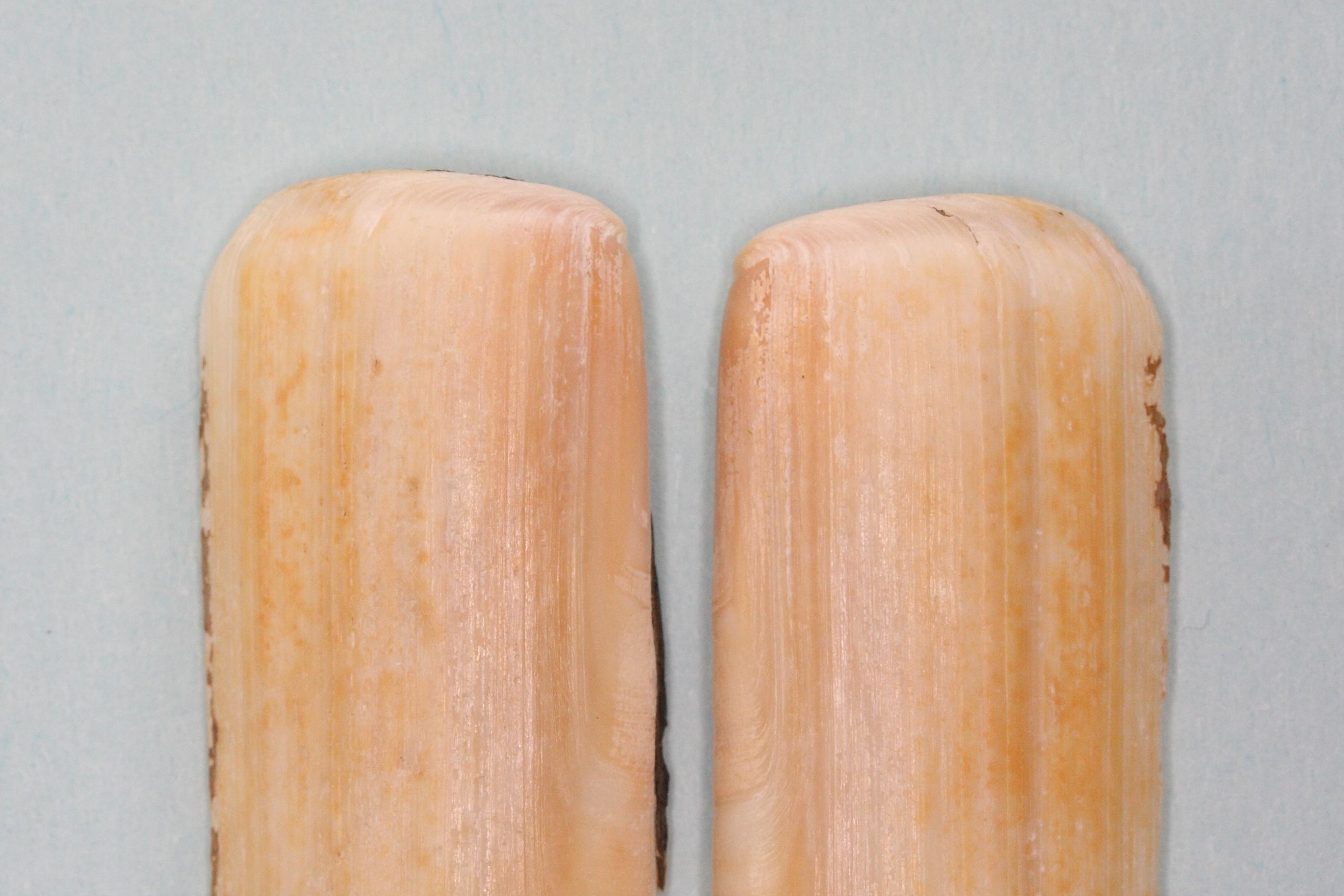 solen_marginatus2bmd