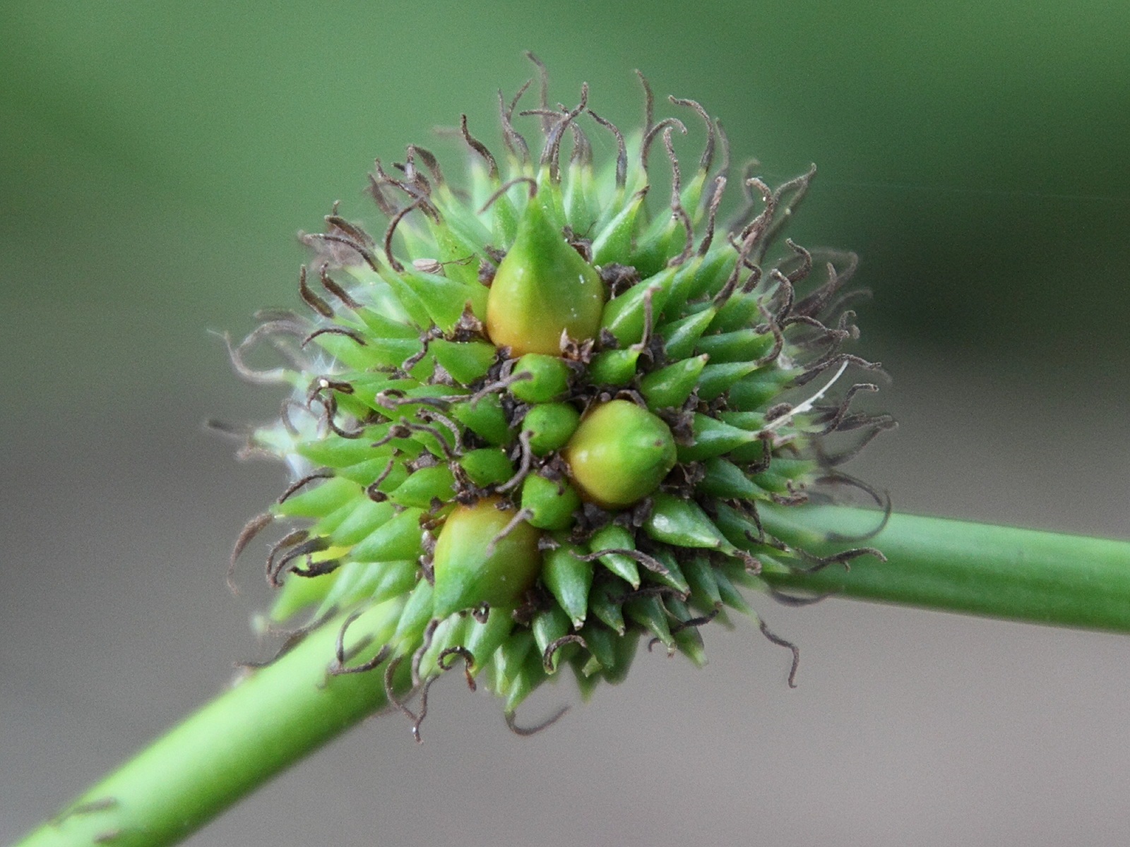 sparganium_erectum5md