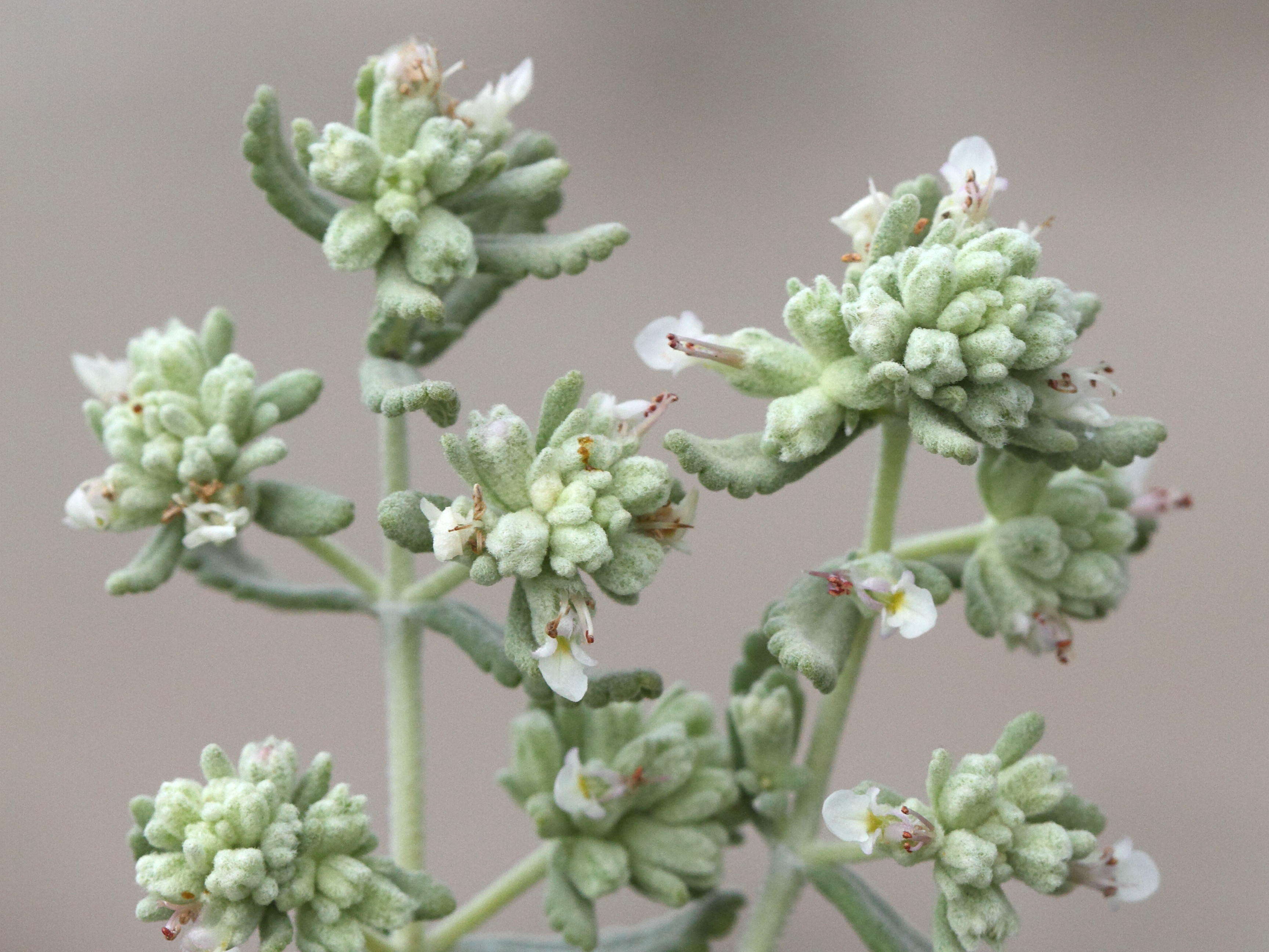 Afficher le média teucrium_capitatum2bd teucrium_capitatum2bd