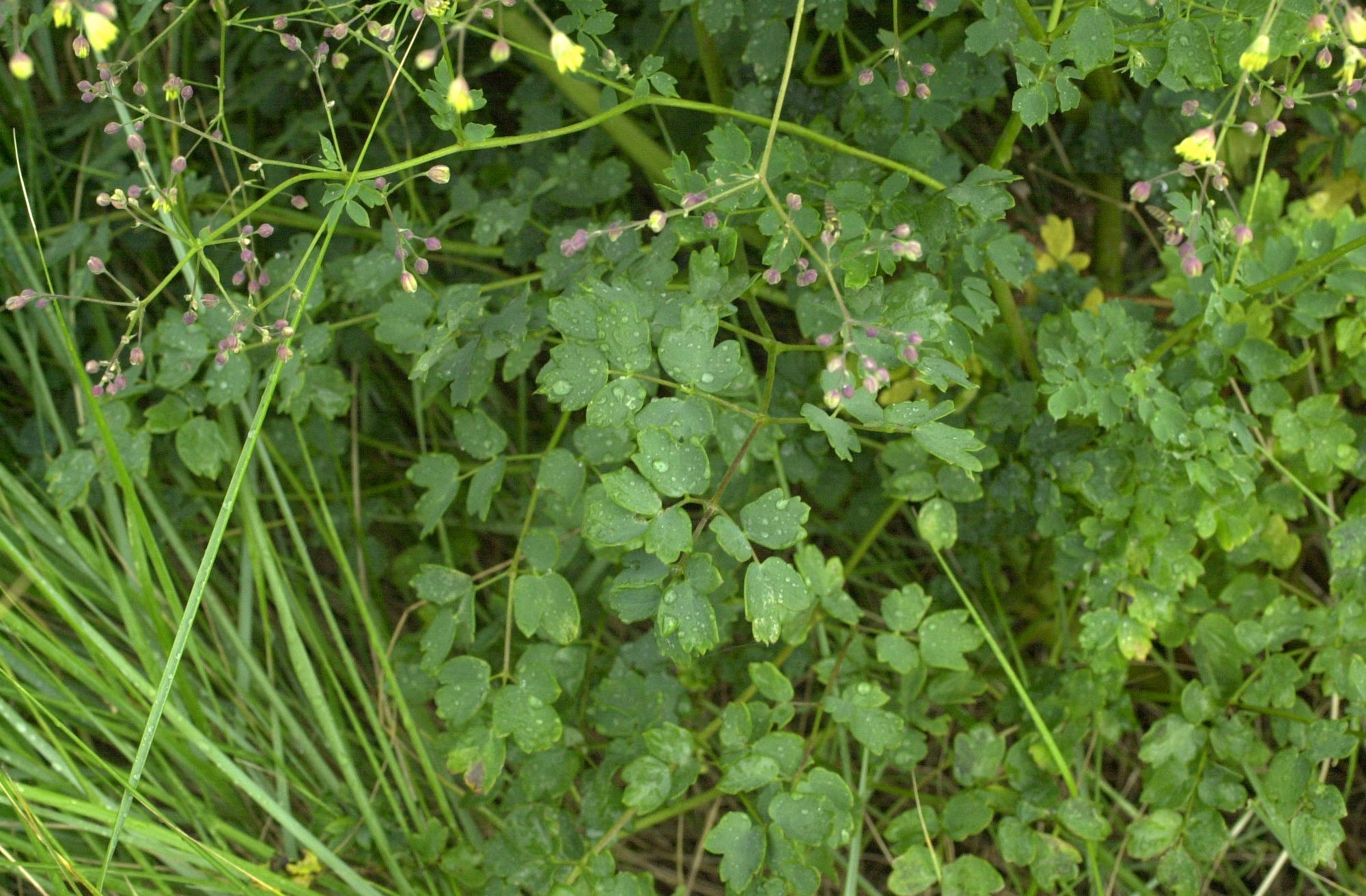 Afficher le média thalictrum_minus_dunense2md thalictrum_minus_dunense2md