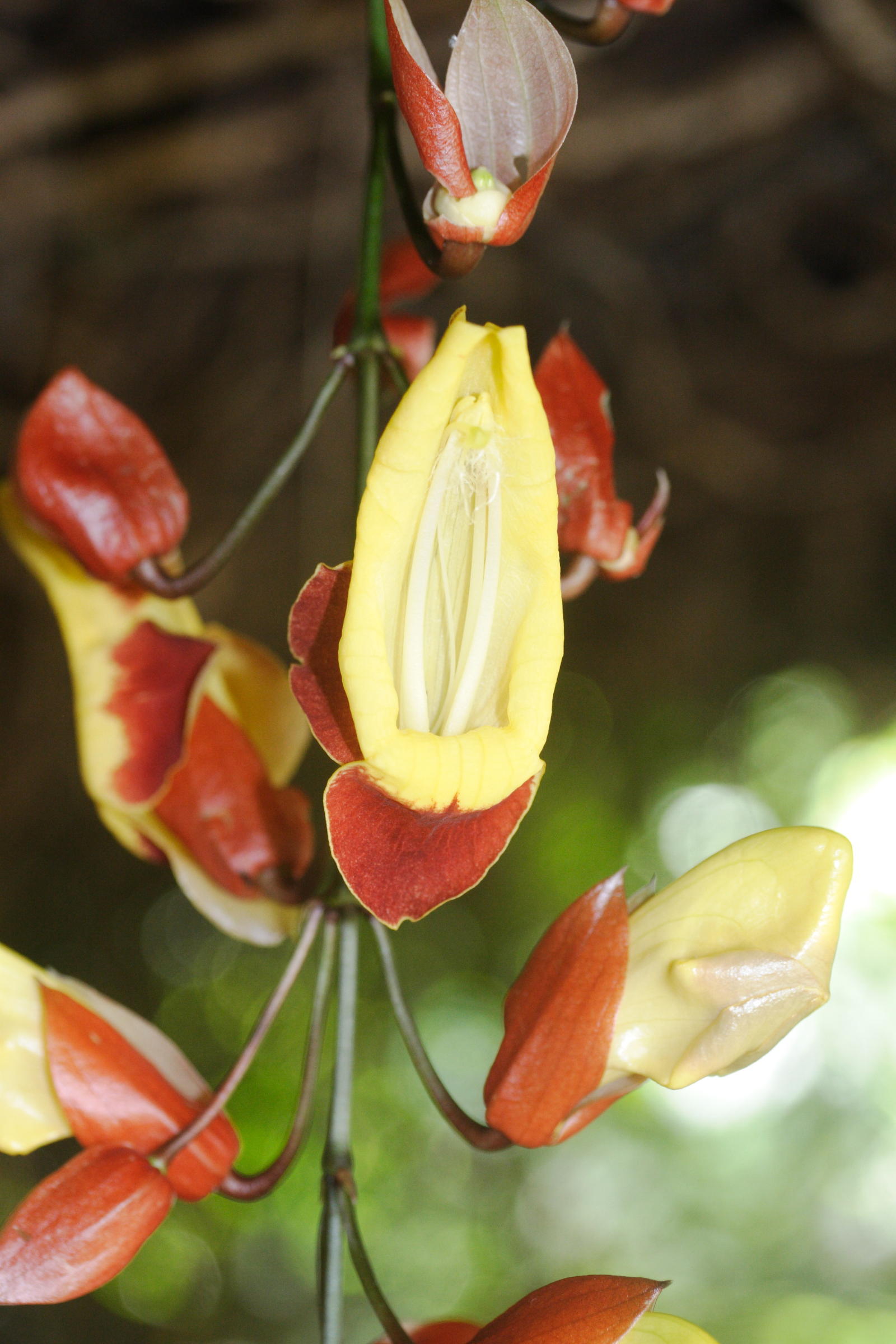 thunbergia_mysorensis2md