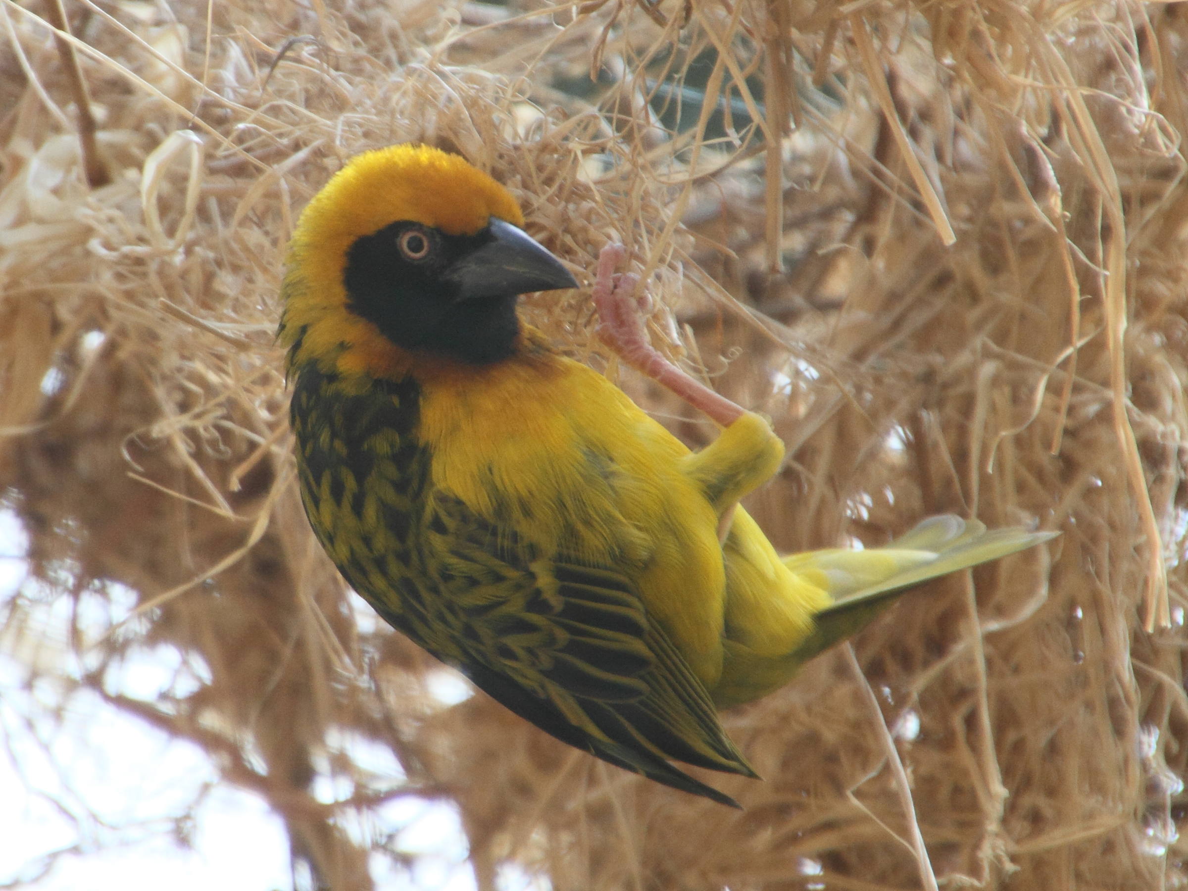 tisserin_de_speke_-_ploceus_spekei1md