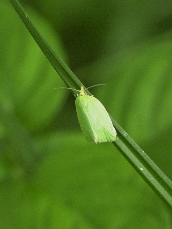 tortrix_viridana1md