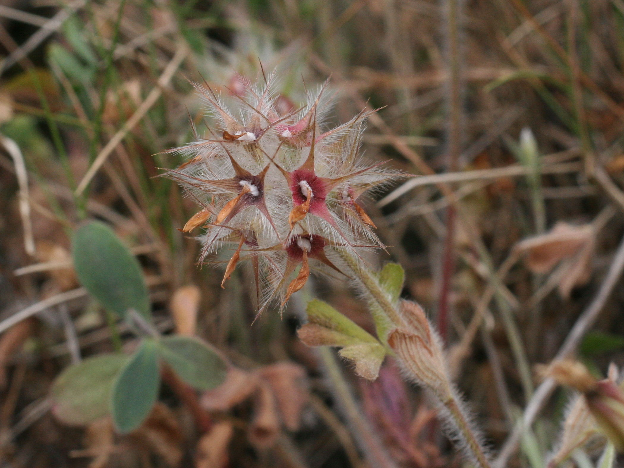 trifolium_stellatum1md