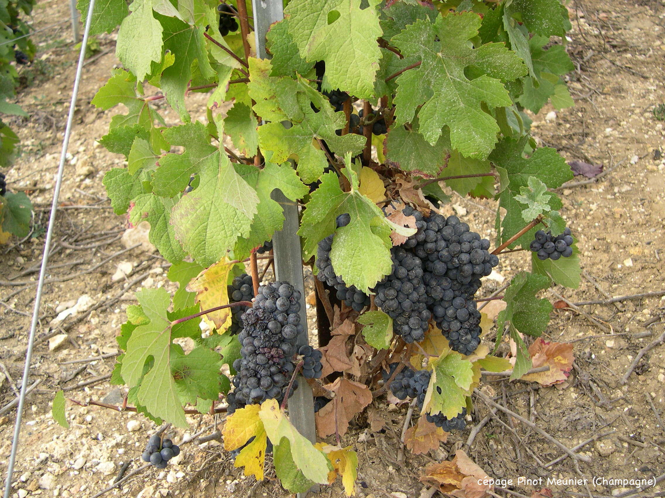 Vitis_vinifera