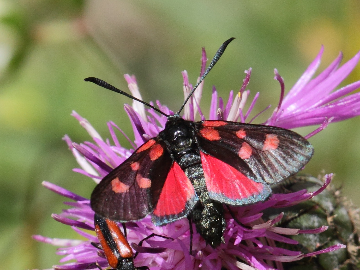 zygaena_trifolii6bd