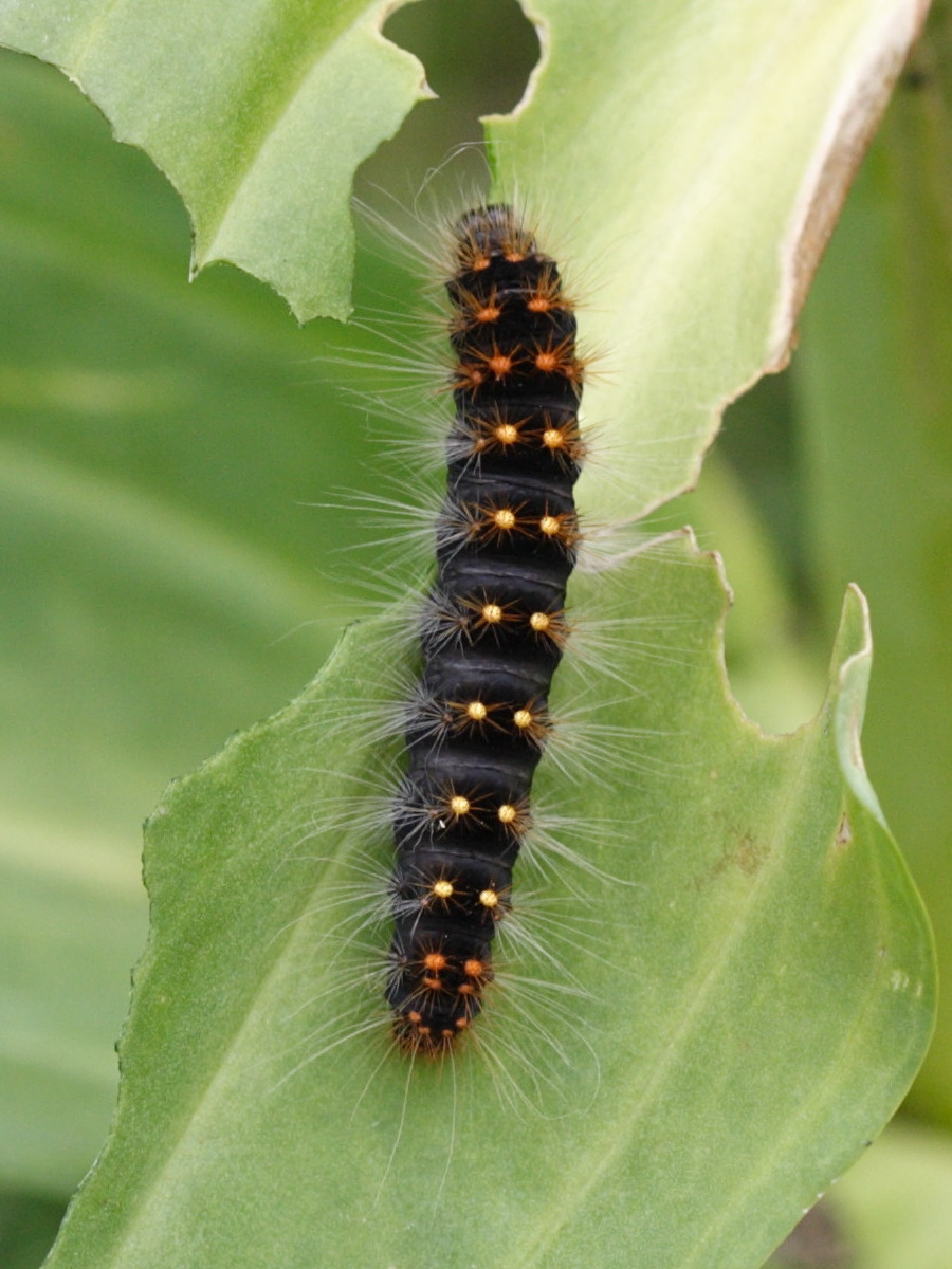 acronicta_auricoma_ch1sd