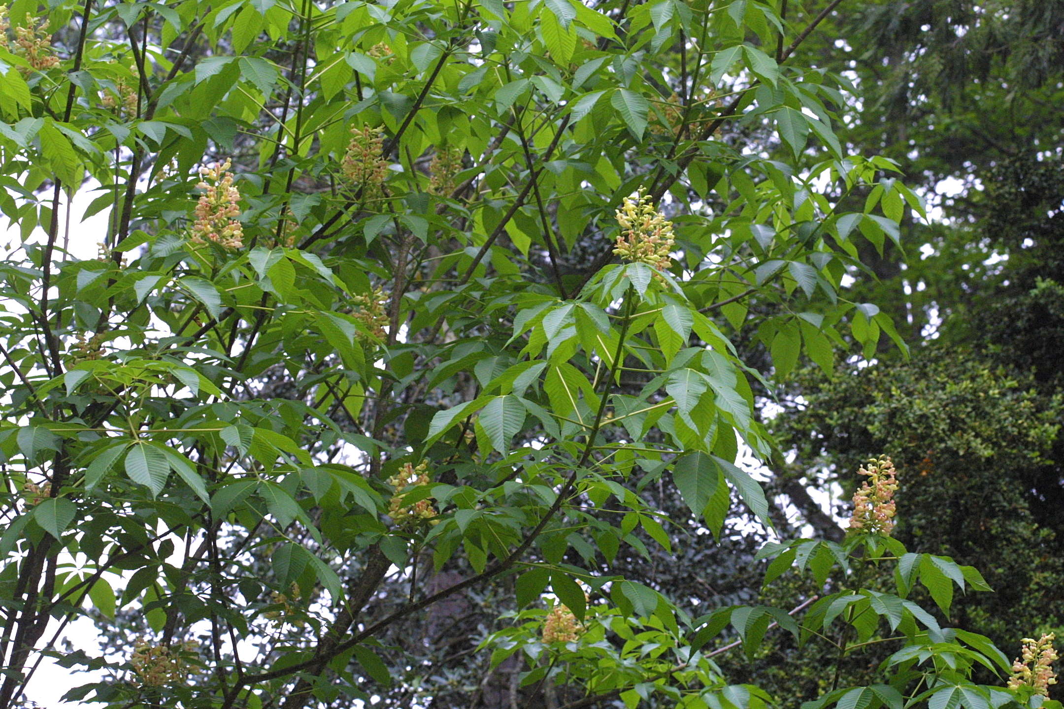 Afficher le média aesculus_x_arnoldiana2md aesculus_x_arnoldiana2md