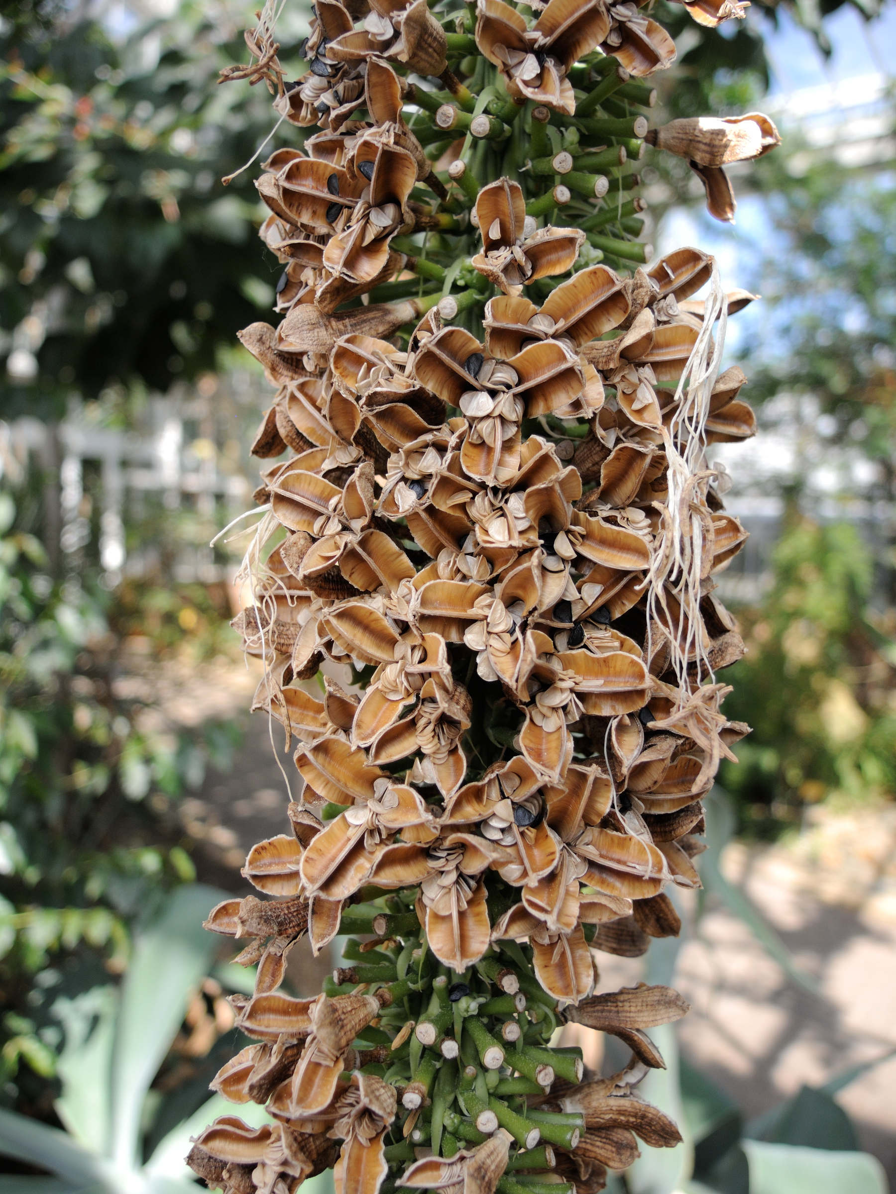 Afficher le média agave_attenuata5md agave_attenuata5md