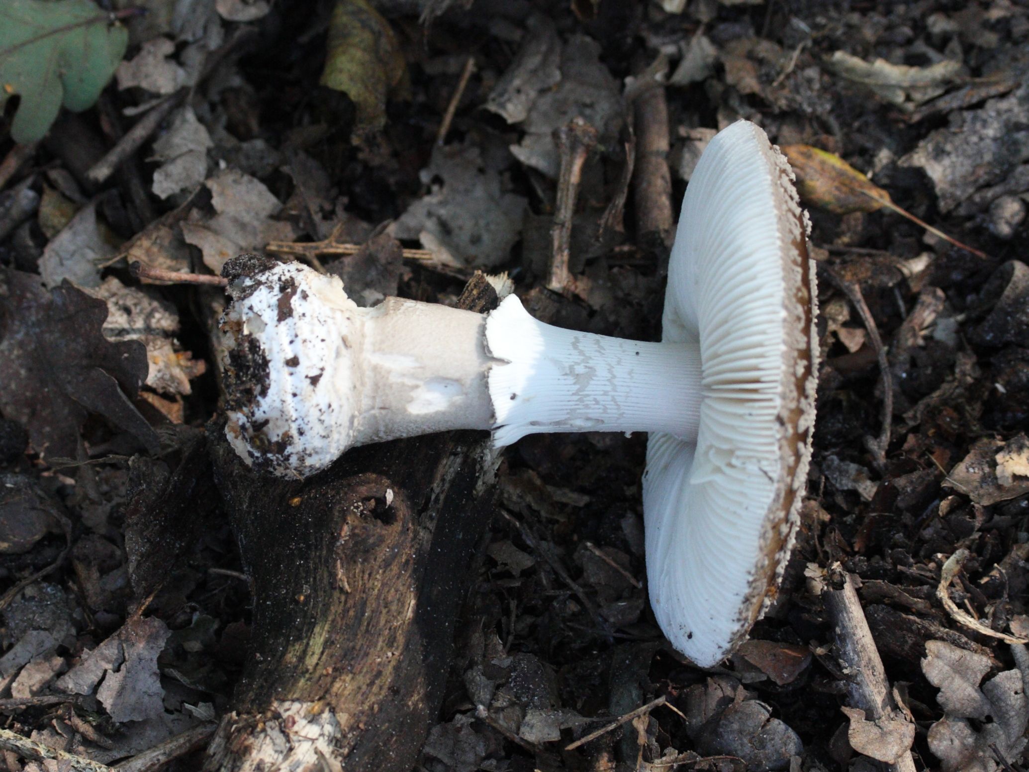 Afficher le média amanita_excelsa_spissa3bd amanita_excelsa_spissa3bd