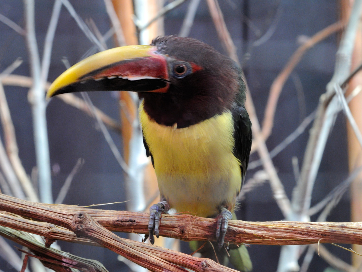 aracari_vert_-_pteroglossus_viridis2md
