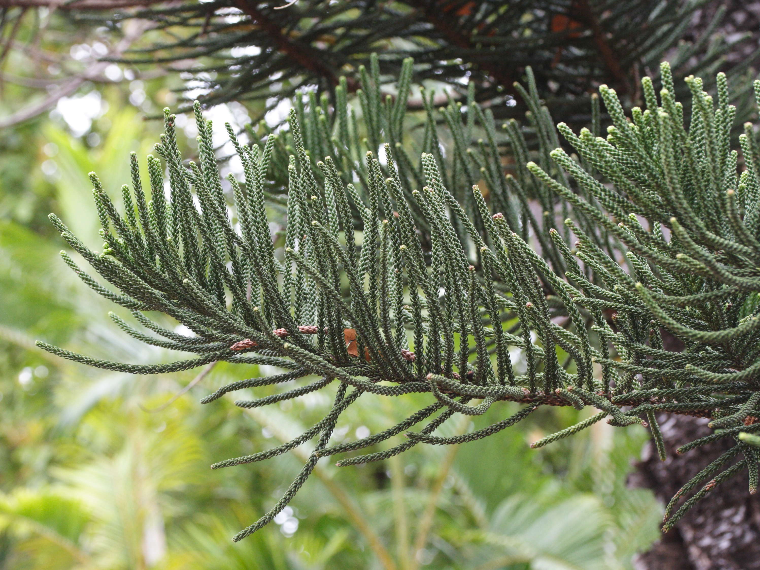 araucaria_columnaris1md