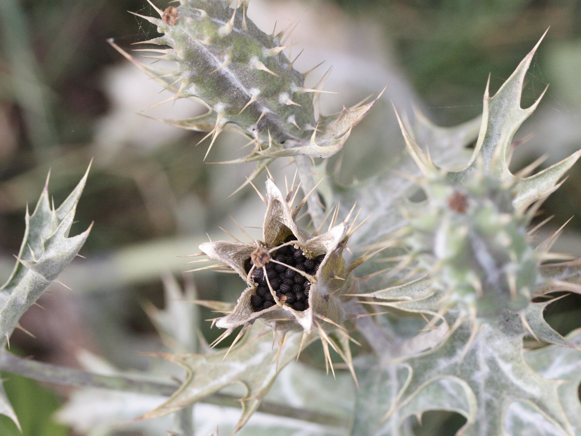 argemone_mexicana4md