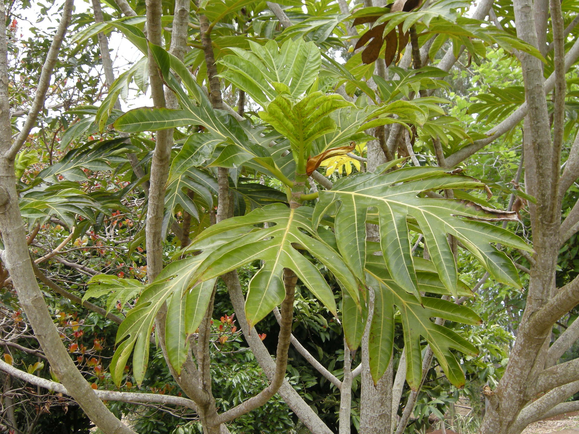 artocarpus_altilis3md