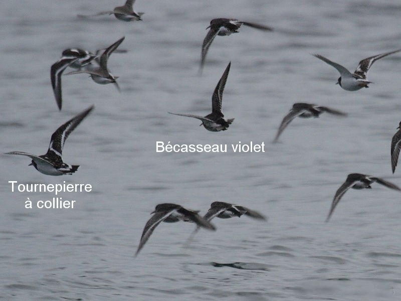 becasseau_violet_-_calidris_maritima3bd