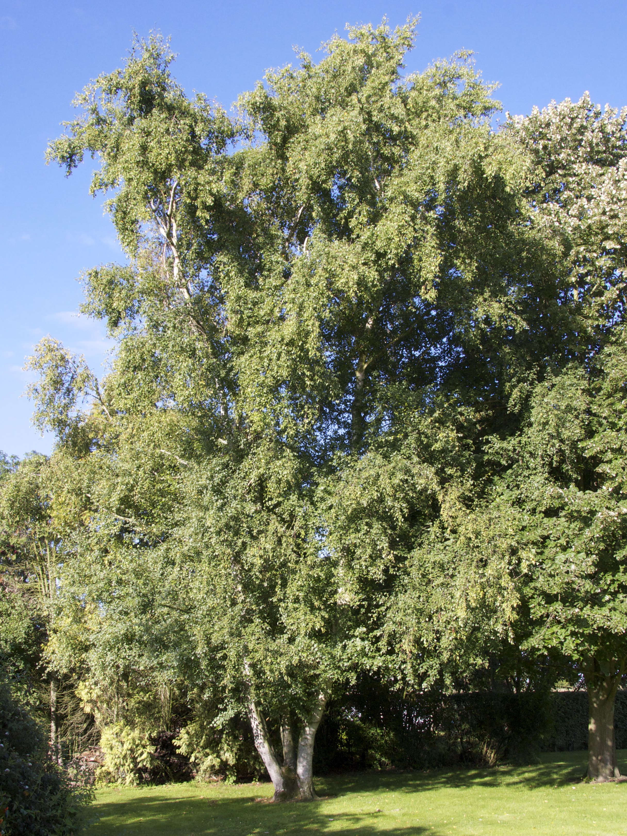 betula_pendula4md