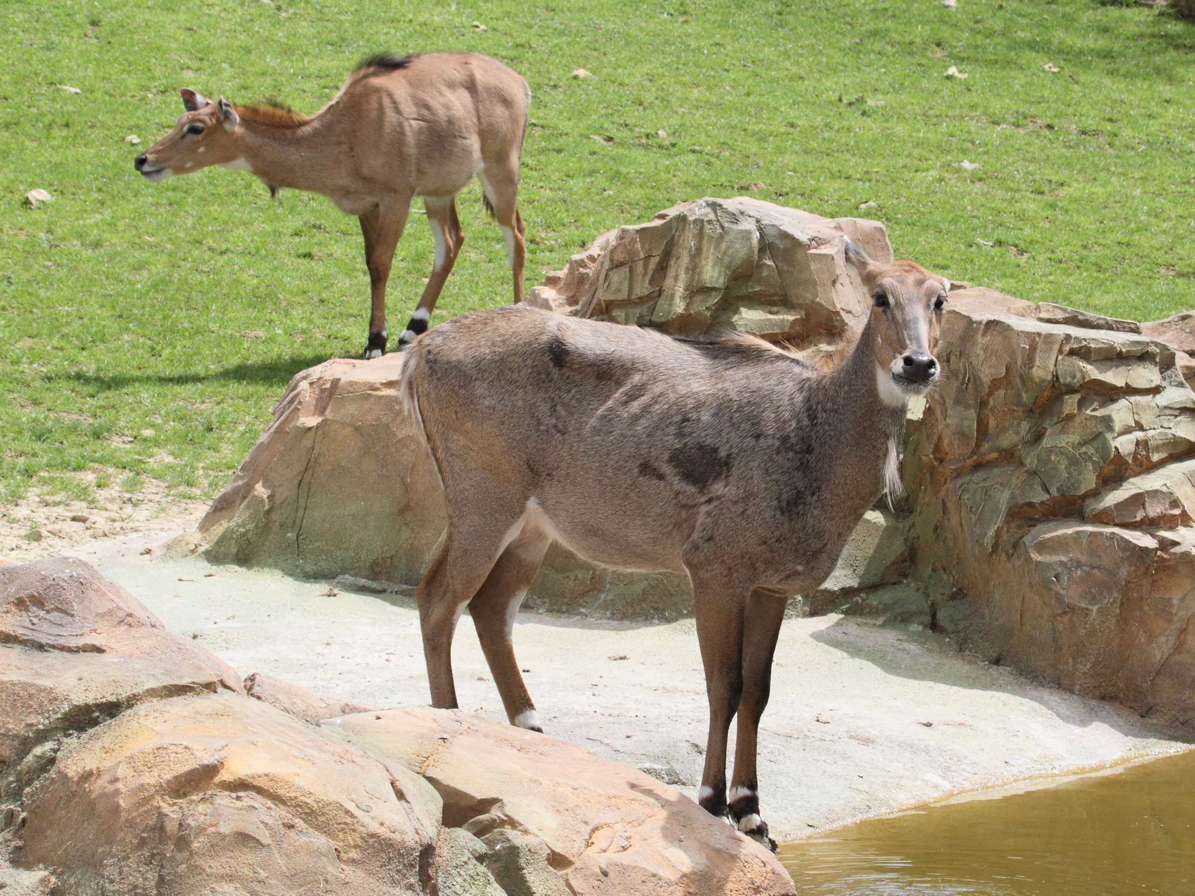 boselaphus_tragocamelus2bd