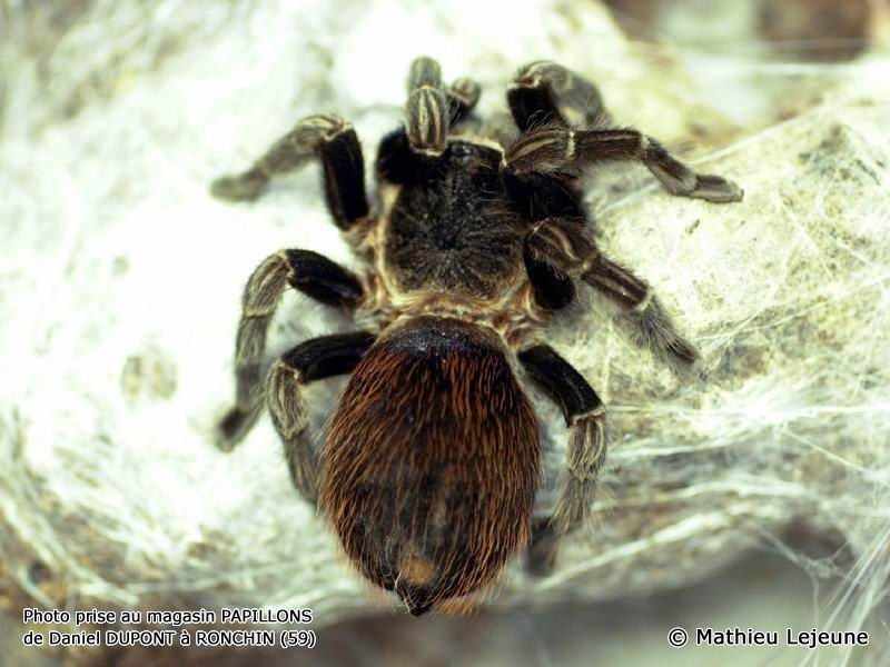 brachypelma_vagans1ml