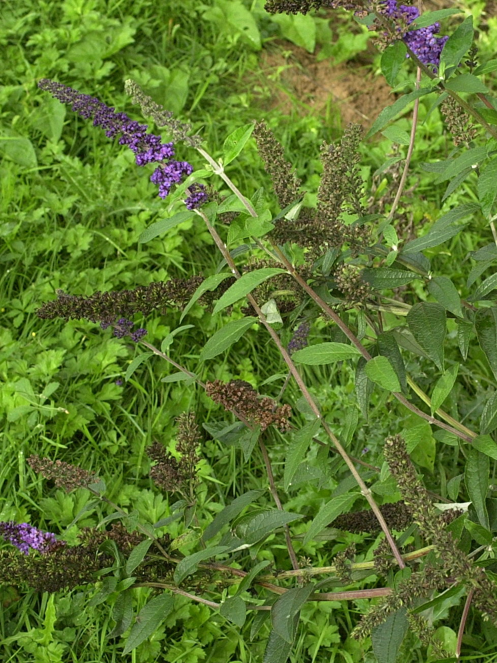 Buddleia_davidii