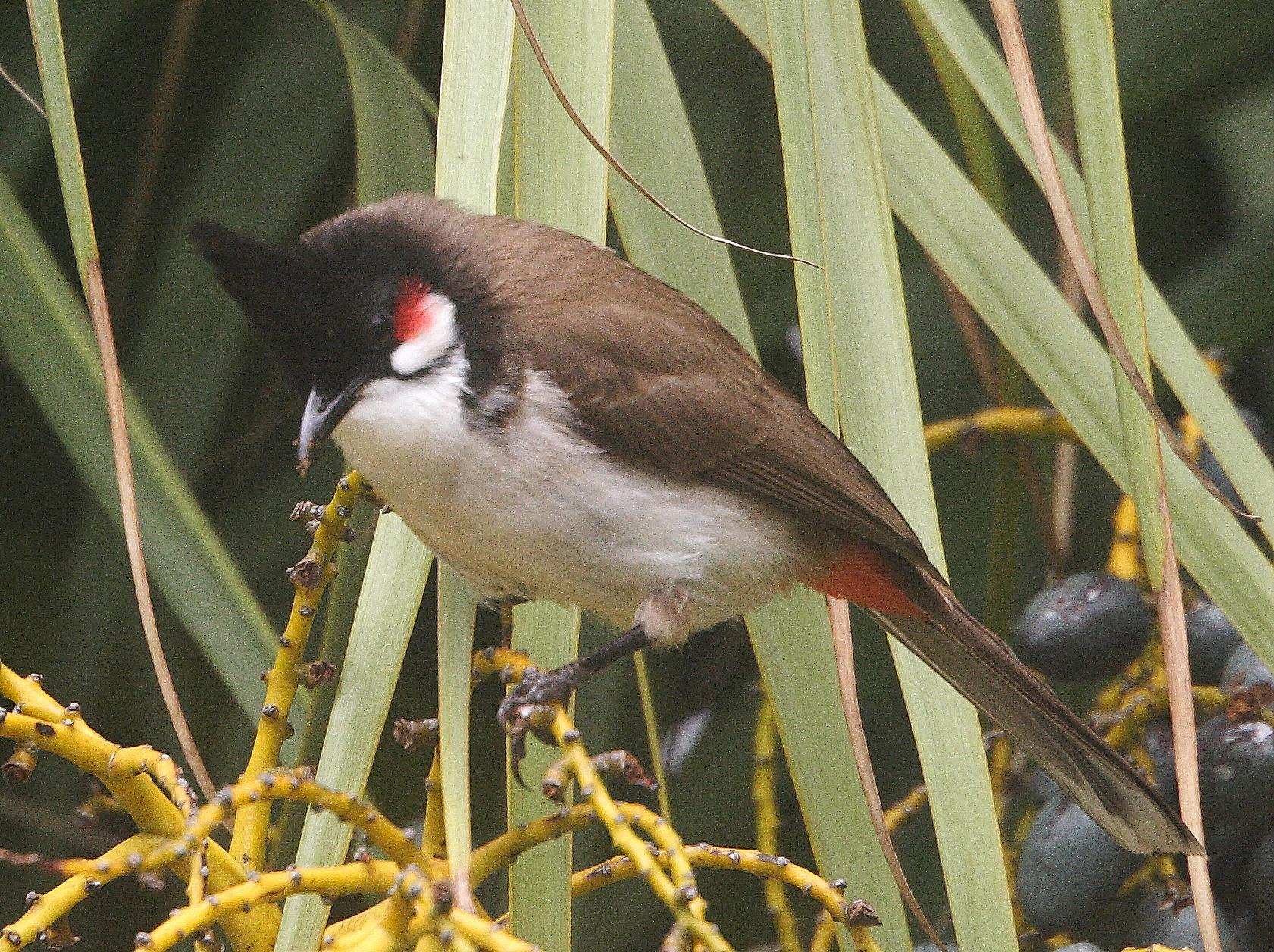 bulbul_orphee_-_pycnonotus_jocosus2md