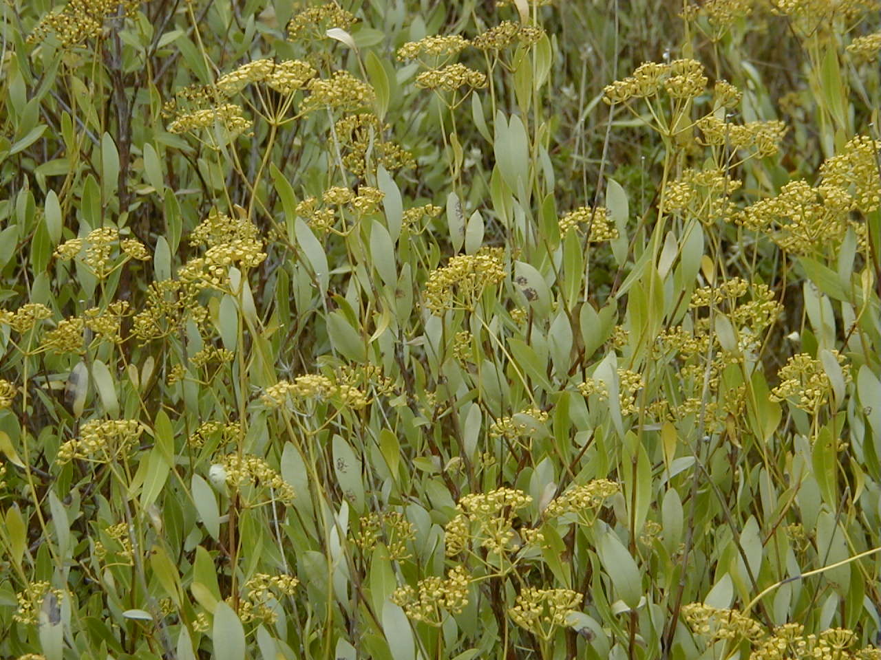 bupleurum_fruticosum3md