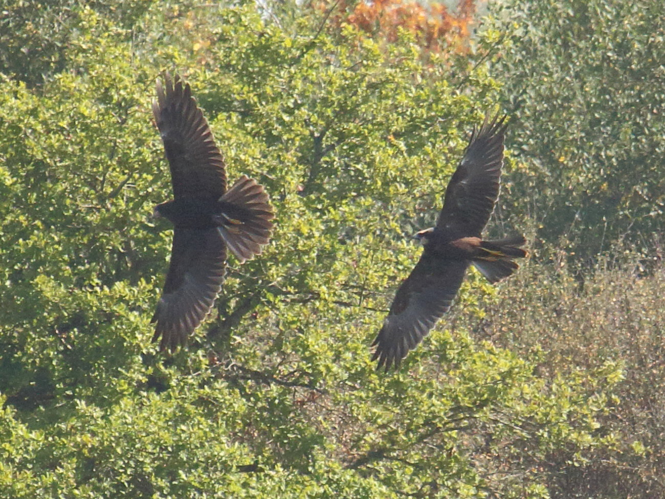 busard_des_roseaux_-_circus_aeruginosus5bd