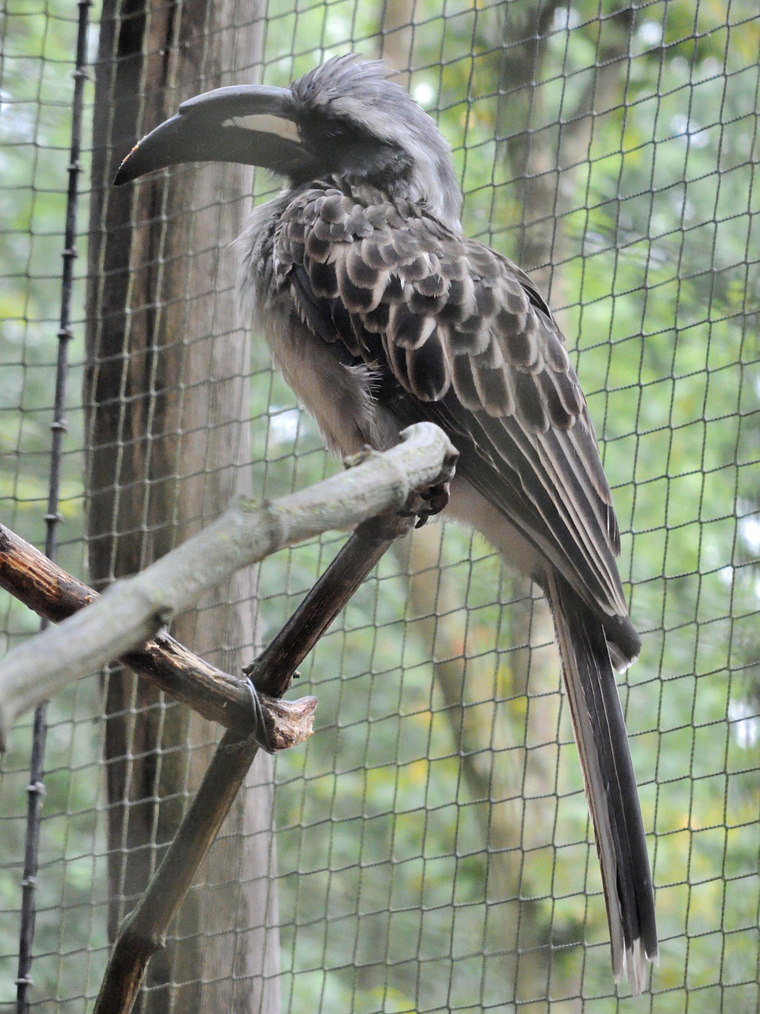 calao_a_bec_noir_-_tockus_nasutus2md