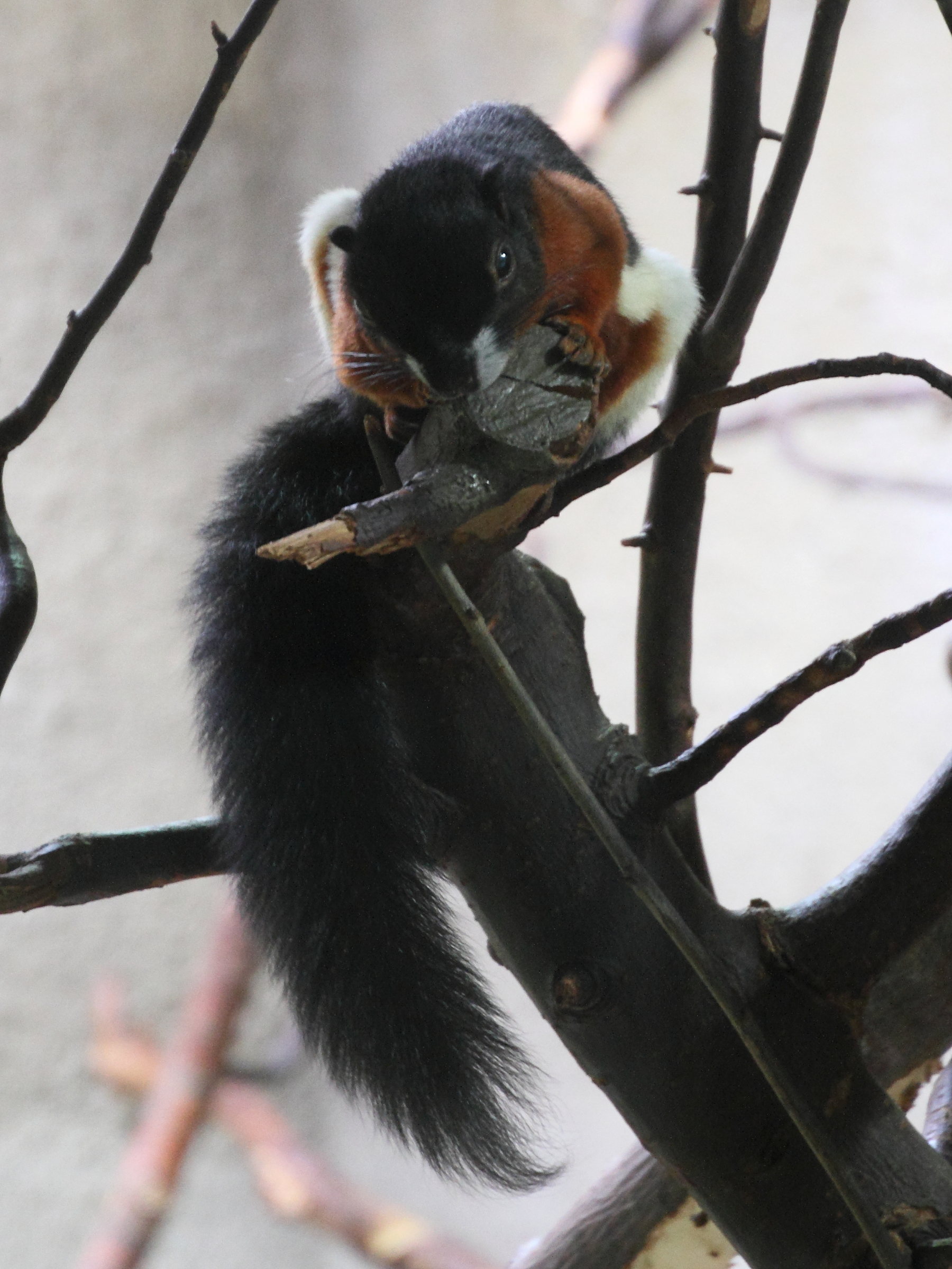 callosciurus_prevostii1md