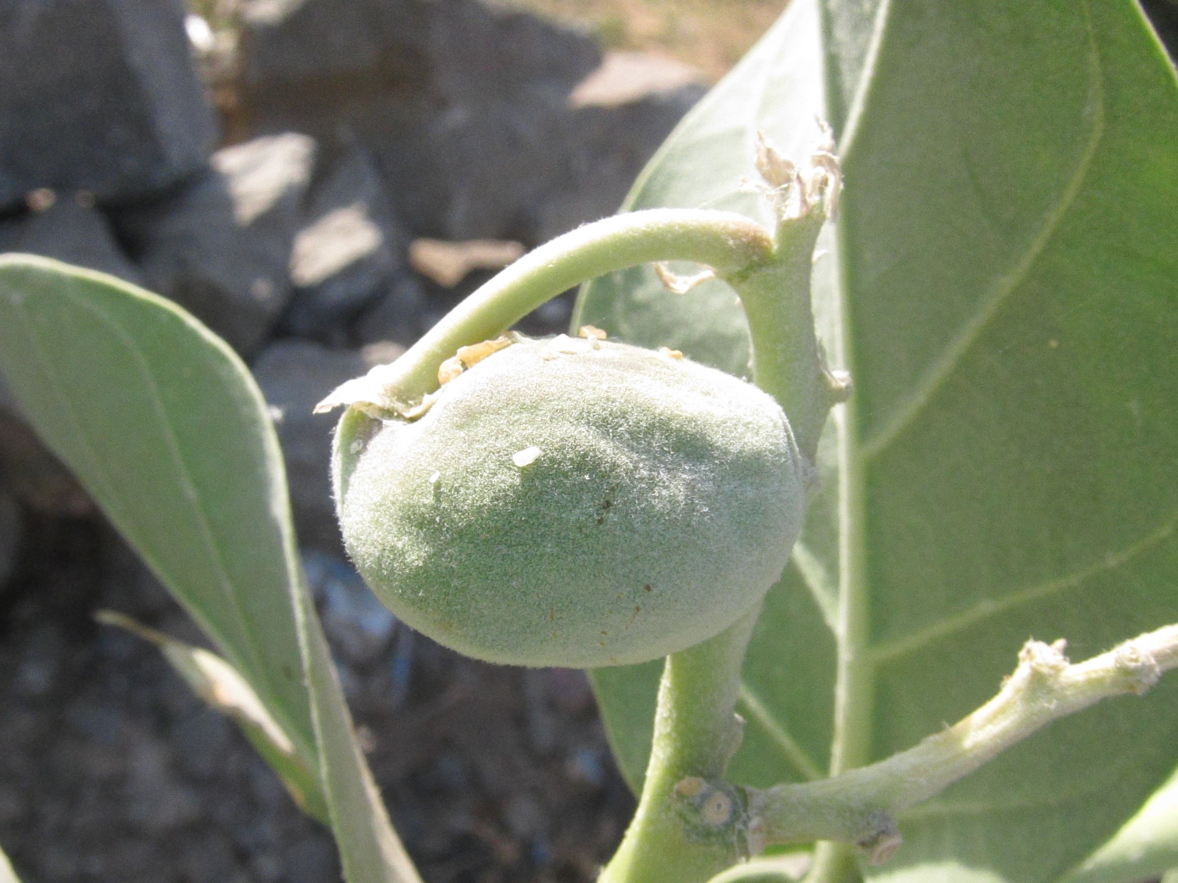 calotropis_procera4bd