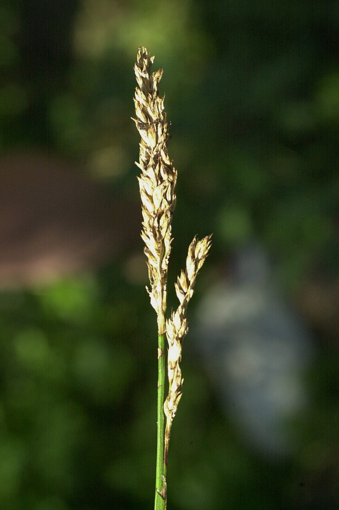 carex_paniculata2md