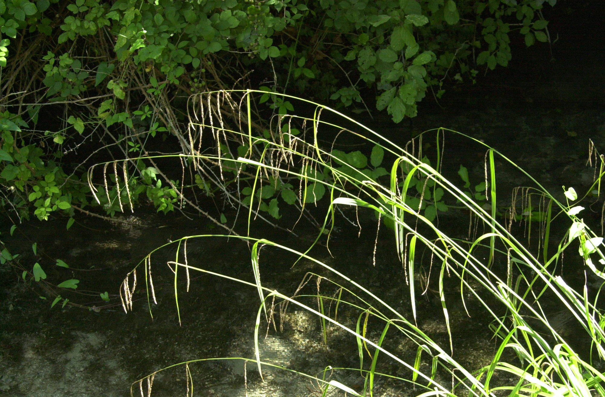 carex_pendula2md