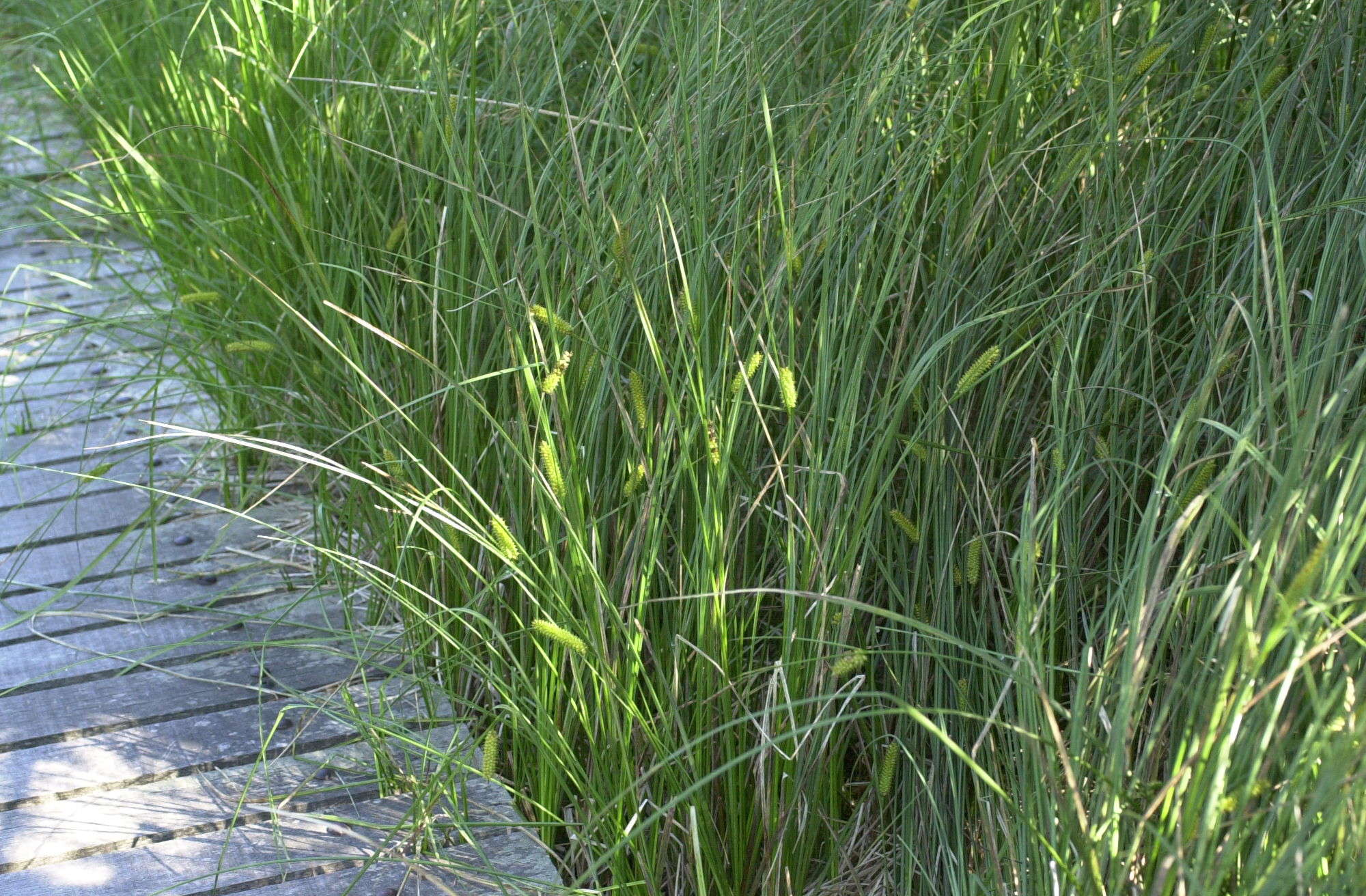 Afficher le média carex_vesicaria1md carex_vesicaria1md