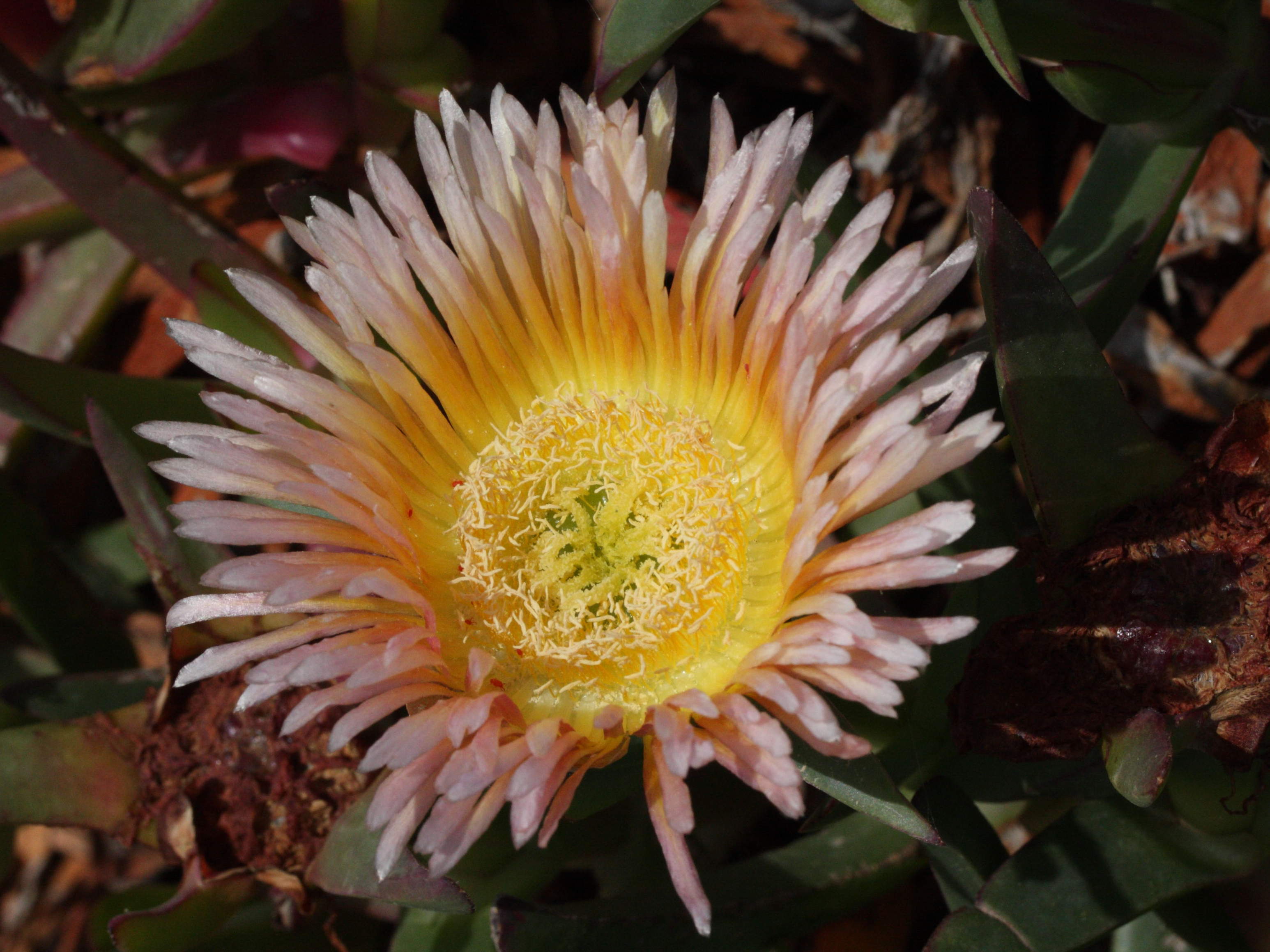 Afficher le média Carpobrotus_edulis Carpobrotus_edulis
